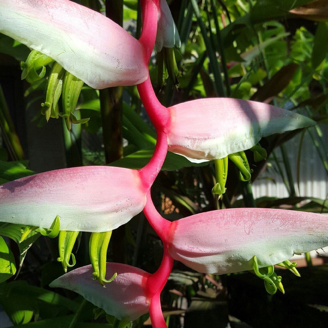Bali plant.jpg