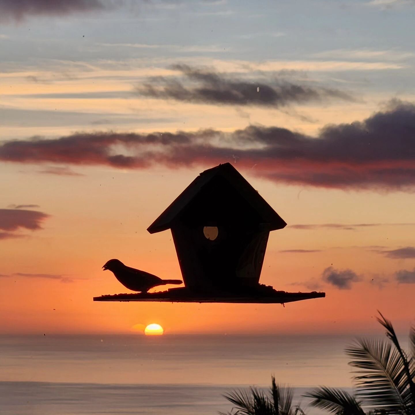 🟠....Contemplating! #sundown #sunset  #birdlovers #solitude #contemplation #oceanview #oceanphotography #horizon #sun_glow #skyscape #skyphotography #skycolors #skylover #birding #birdwatching #birdwatchers #bird_visitation #birdsofinstagram #saluta