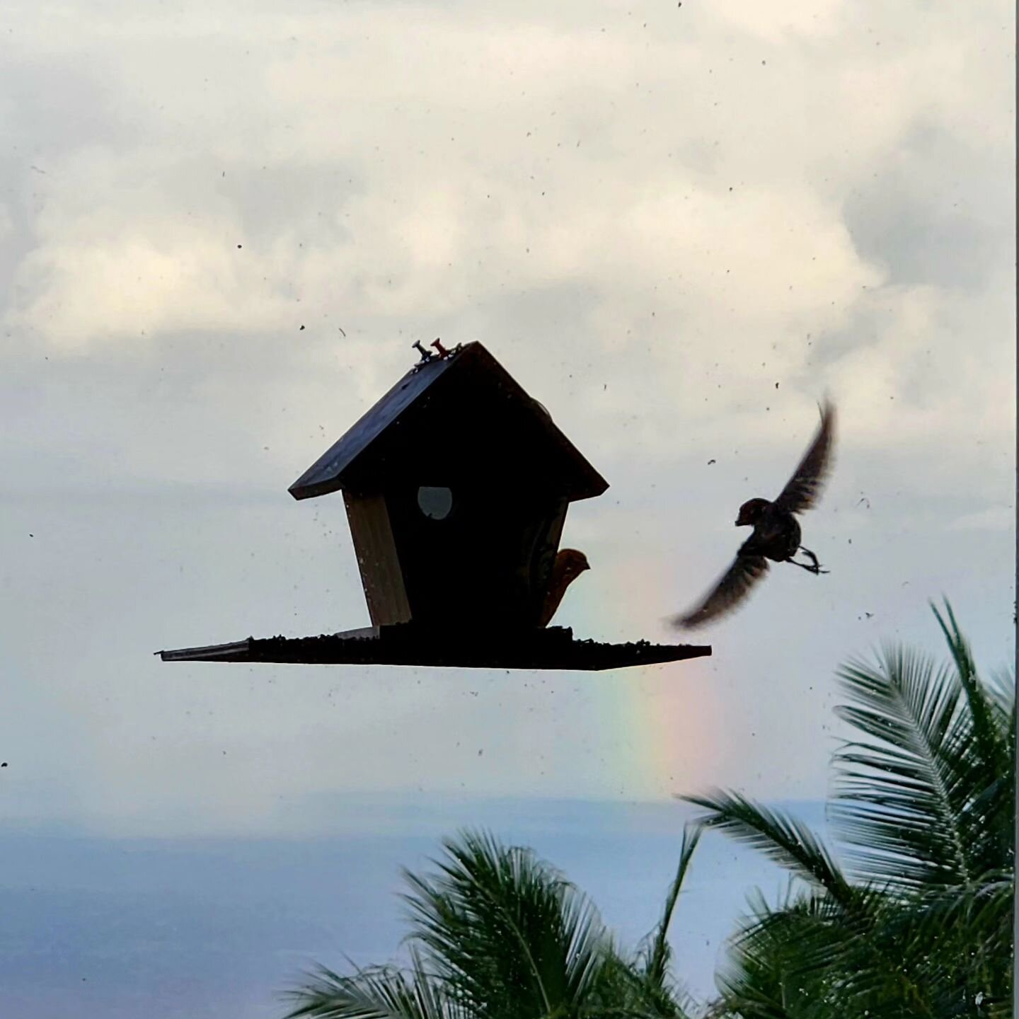 ...A fly by! #birdwatching #birding #birdwatchers #bird_visitation #morning_birds #birdlove #oceanview #islandlife #rainbow #saffronfinch #clouds #instabird