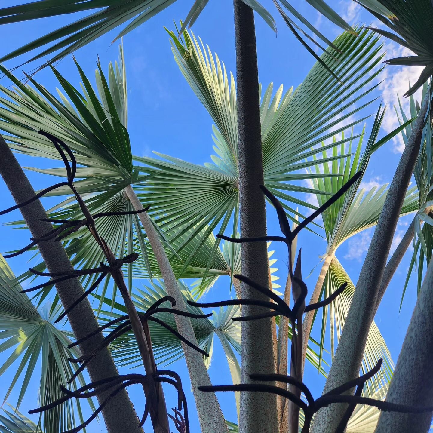 ...Getting lost in the fan palms 🌴 #fan palms #palmtrees #island #botanical #tree #fans #islandvibes #islandlife #hiking #vegetation #leaves #instamood #blueday