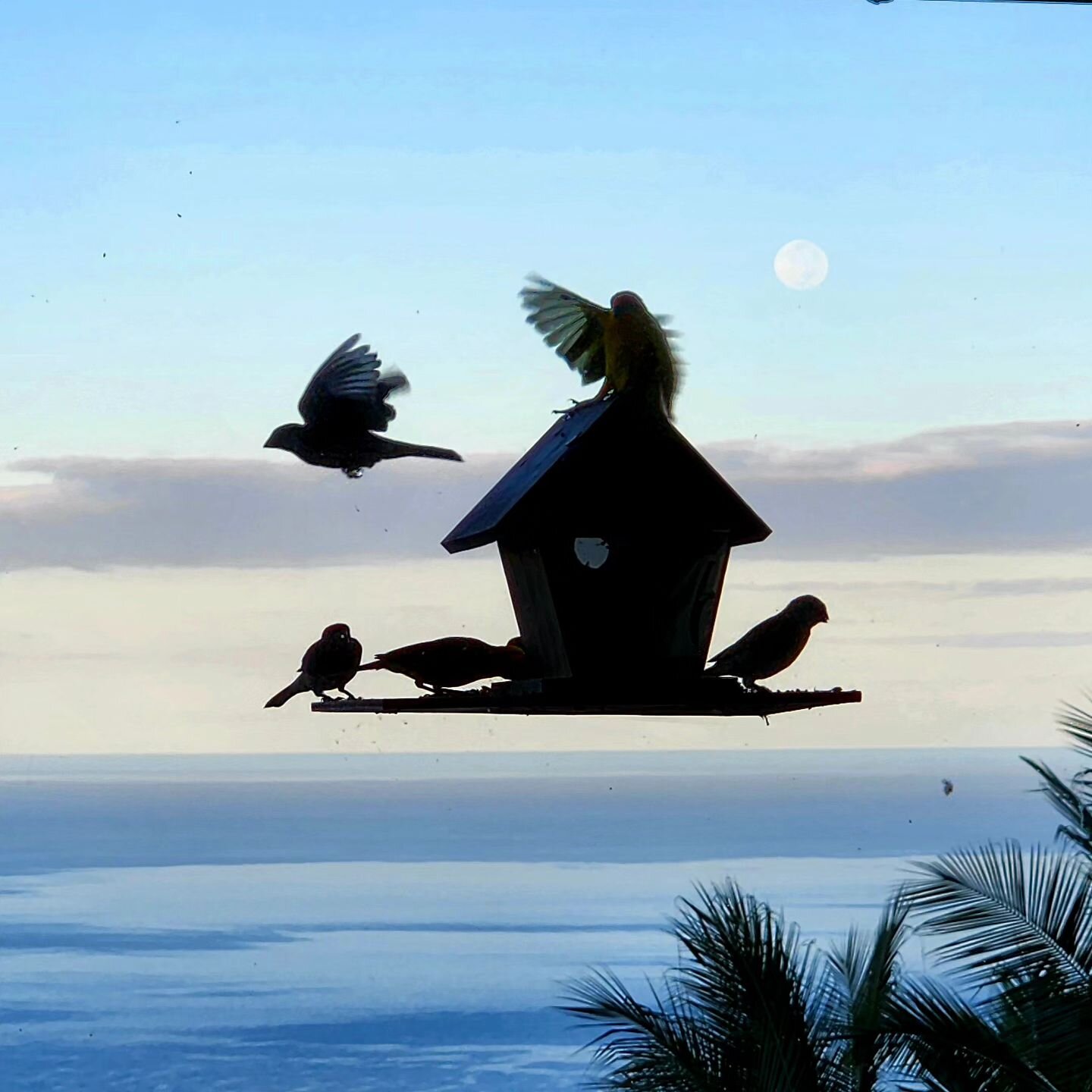 Full Moon setting 🌕 #moon #moonsetting #glow #huntersmoon #birding #birdwatchers #moonlight #moonlovers #birdphotography #birdsofinstagram #birdslover #birdfeeder #pacific #Oceanview #mooning #hawaiibirds #birdfriends