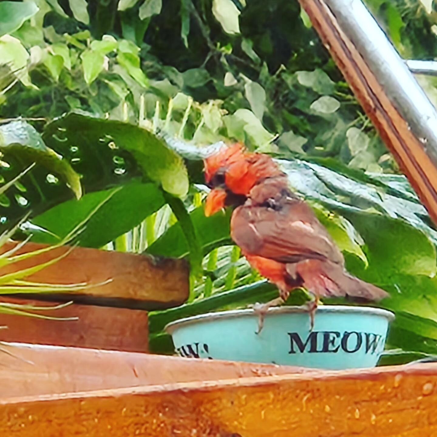 ...Meow!!! #birdwatching #cardinals #birdfeeder #meow #birdlovers #birdsofinstagram #bird_visitation #islandvibes #red #northern_cardinal #songbird #hawaiibirds #birds #birdingphotography #birding #perch #birdlife #birdie