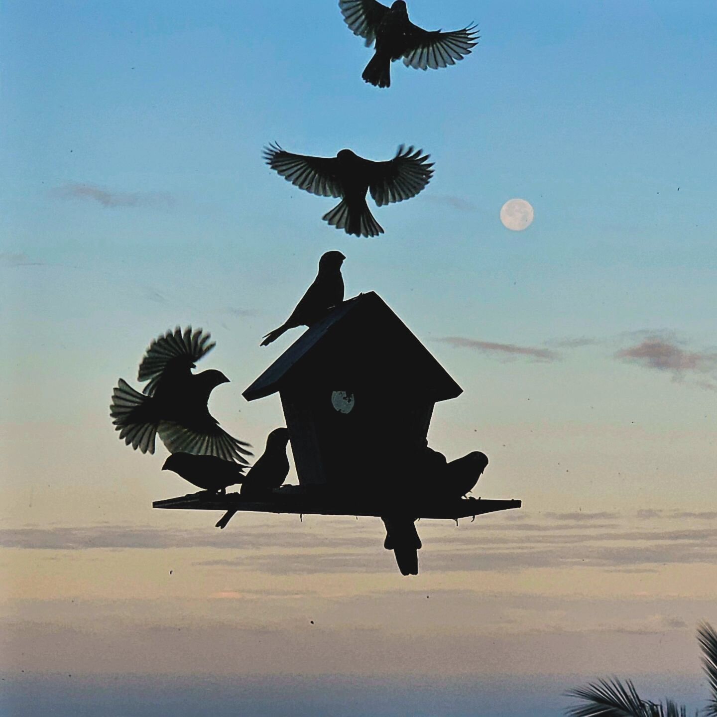 🌕 Much activity under the full moon! #wolf_moon #fullmoon #moonstruck #mooning #🌙 #birding.#birdwatching #birdlovers #birds_adored #pacificbirds #birdfeeder #sunrise #moonset ##sillouette #oceanview #skycolors #sky #skyphotography #skyview #wings #