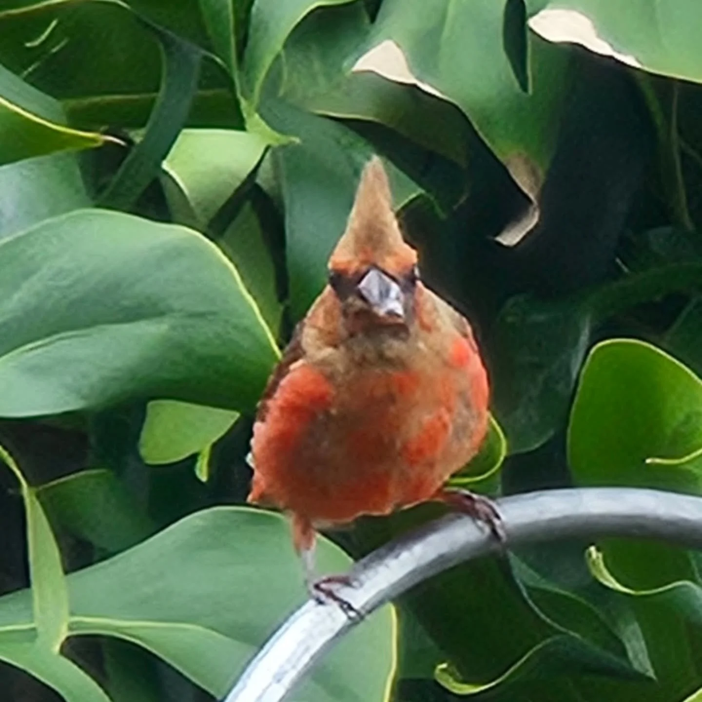 🪶 My buddy! Full of song and conversation!
#cardinals #birdwatching #birdlovers #birds_adored #birding #islandvibes #islandlife #bigisland #red #posing #birdphotography #naturelovers