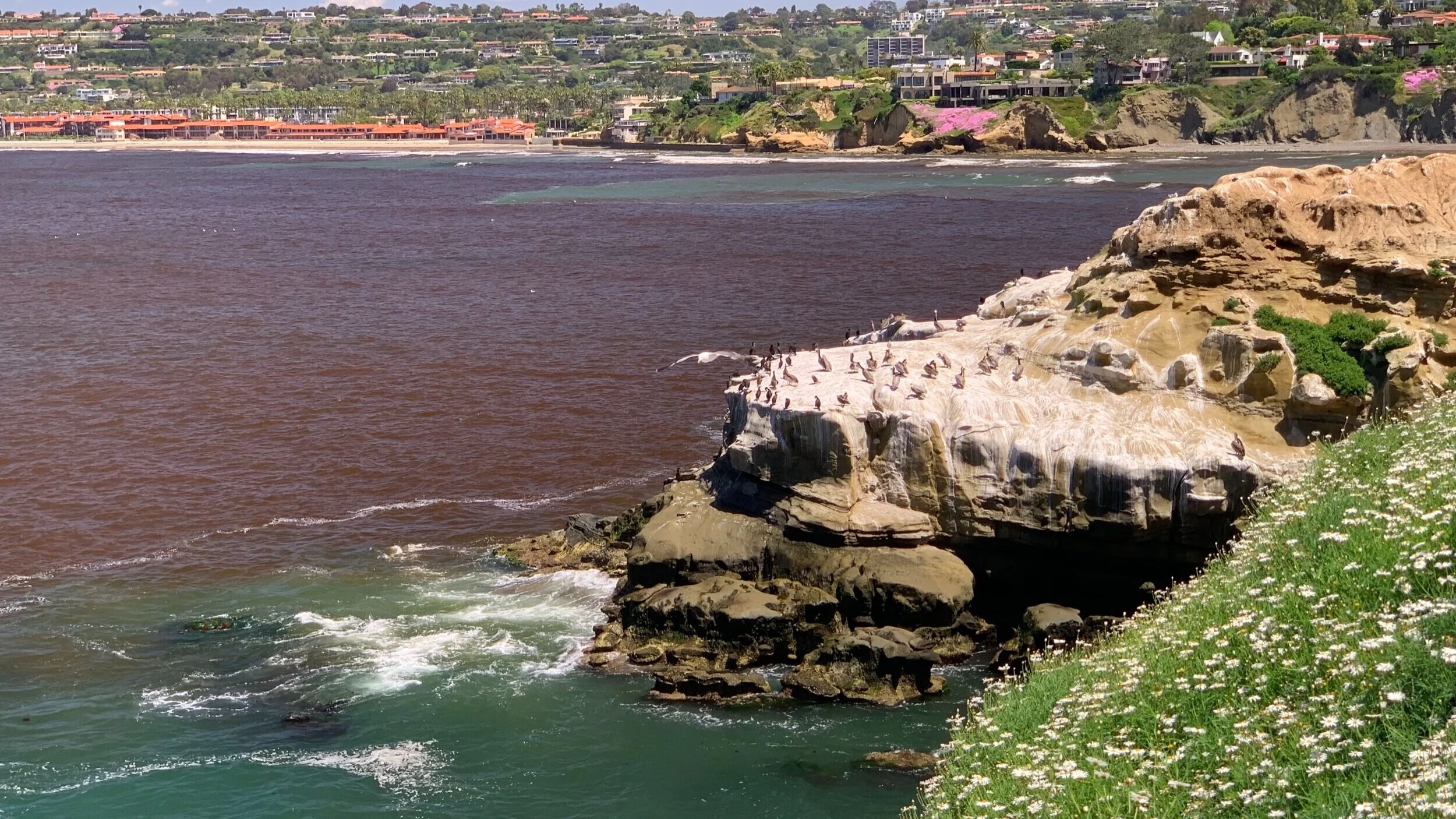 HARMFUL ALGAL BLOOMS