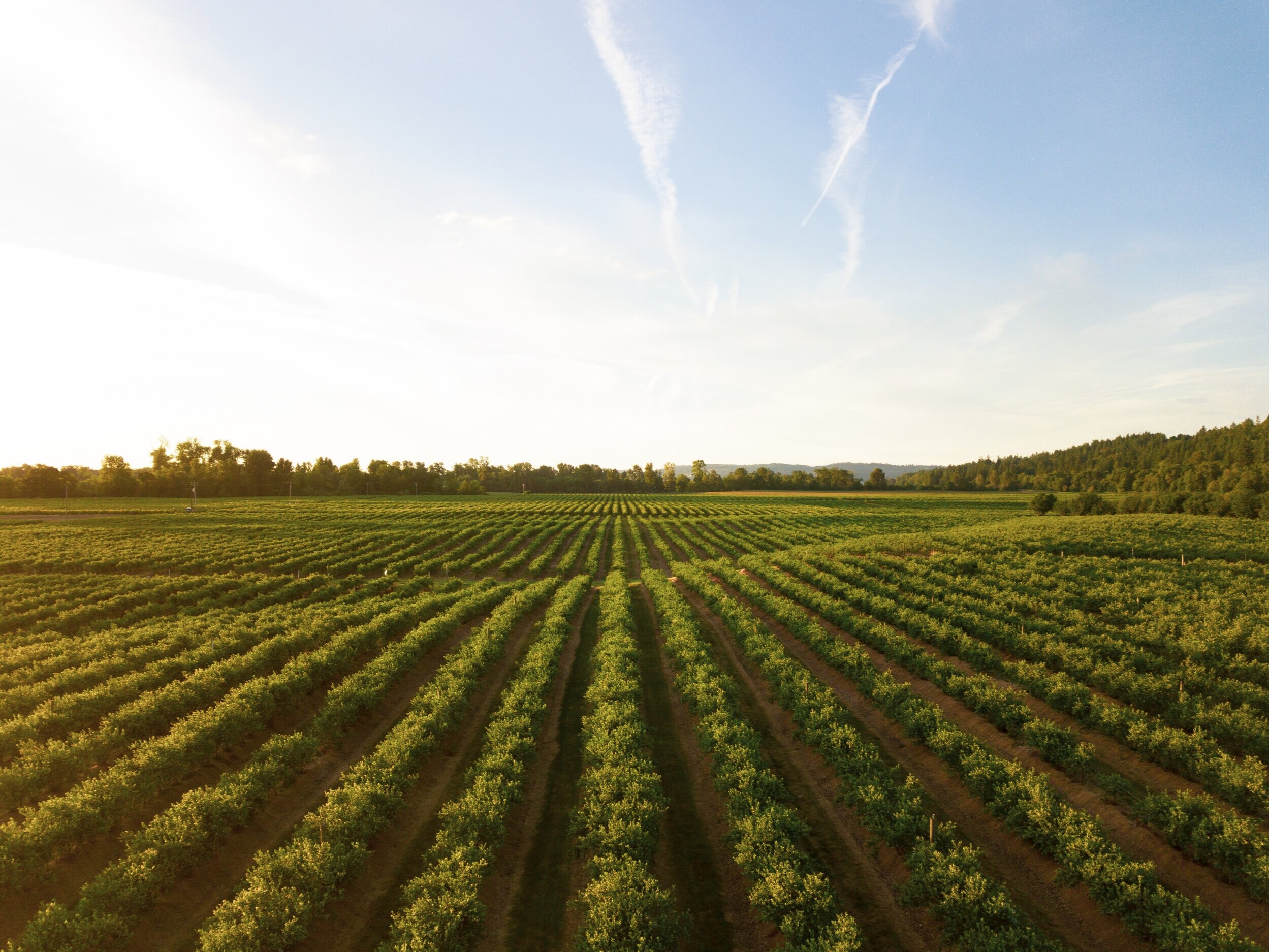 Regional Food Systems