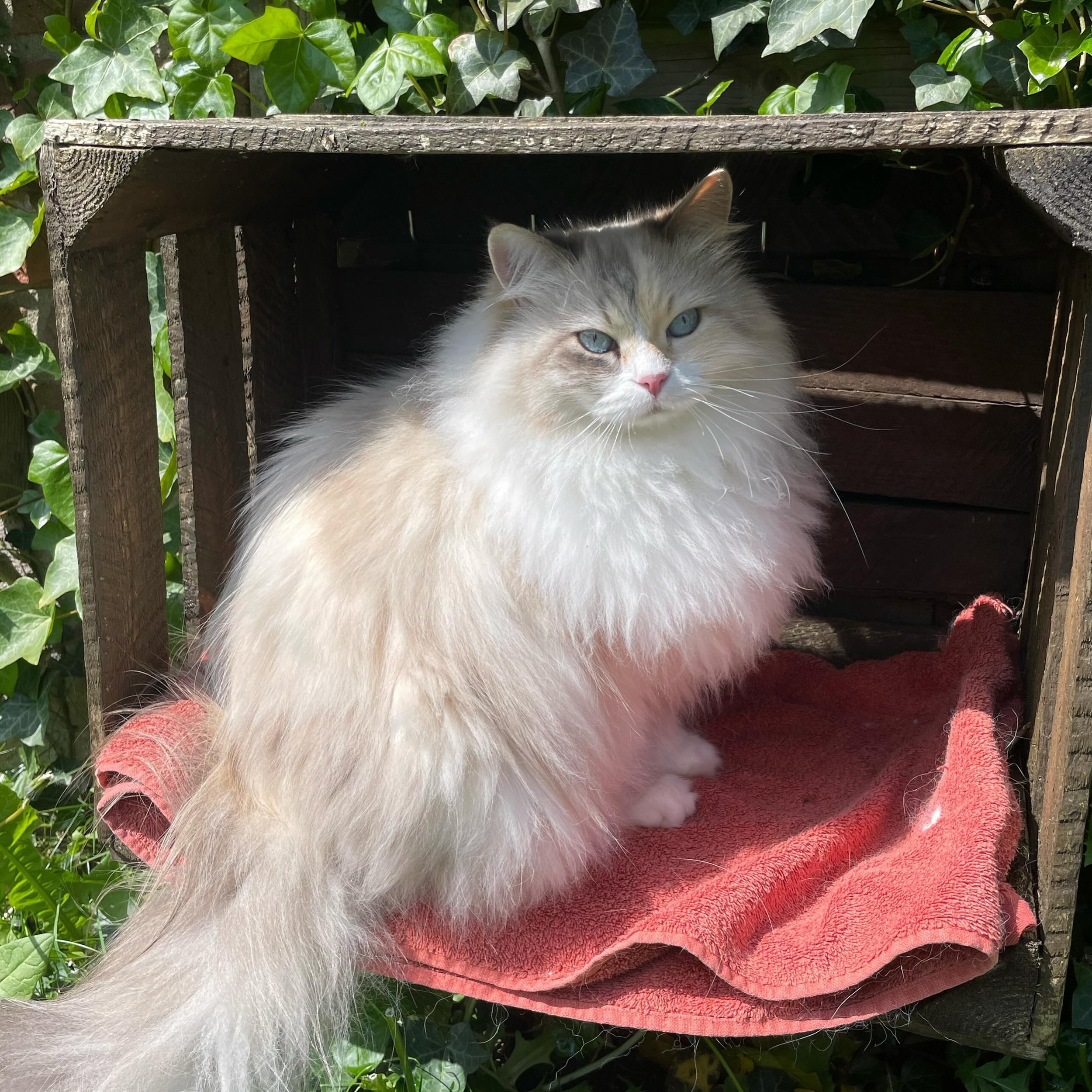 Wat een heerlijk weer he?☀️

Luna heeft een fijn zitplekje in de tuin, dus daar zit ze graag🥰

Het mooie zomerweer komt er weer aan, maar houd de vacht van je kat goed in de gaten! Veel katten zijn nog bezig met de vachtwissel en dat kan zomaar klit