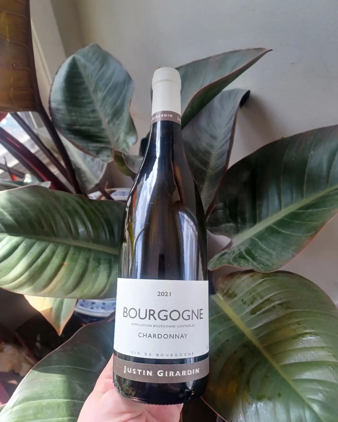 Beautiful 2021 Burgundy from @girardinjustin !

Triple sorted Chard from 25y.o vines. Aged half in barrel, half in stainless. True modern Bourgogne, ready for Springtime.

🍎🍋🍍🍯

12pk / $36lic