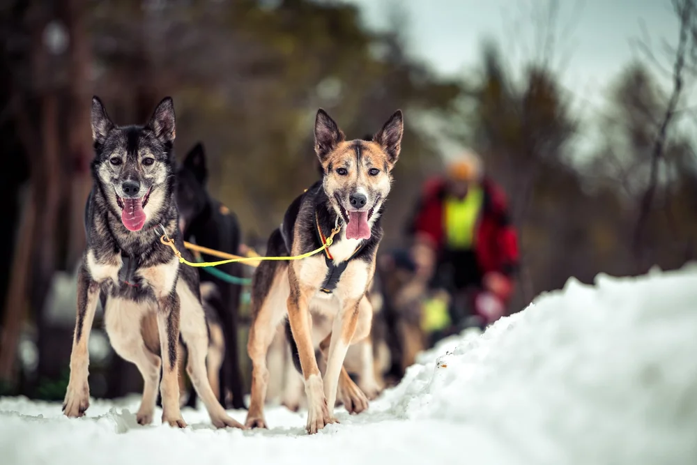 Huskys im verschneiten Bymarka-Wald
