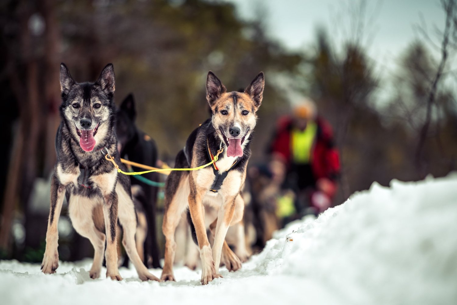 Huskies in snowy Bymarka
