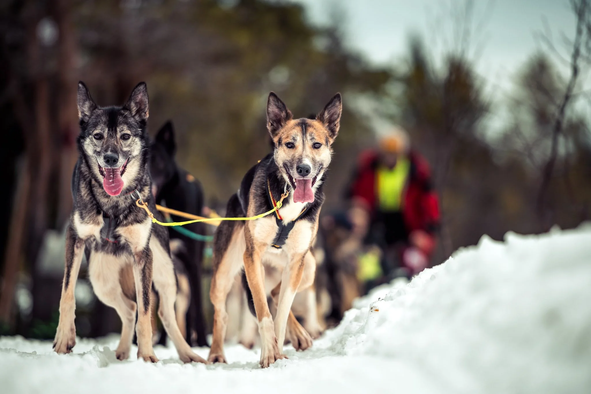 Rino's huskies together in the snow in Bymarka