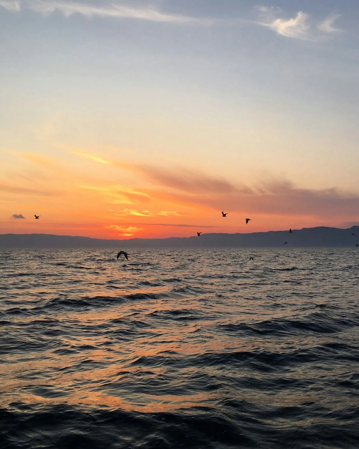 sunset fjord birds.jpeg