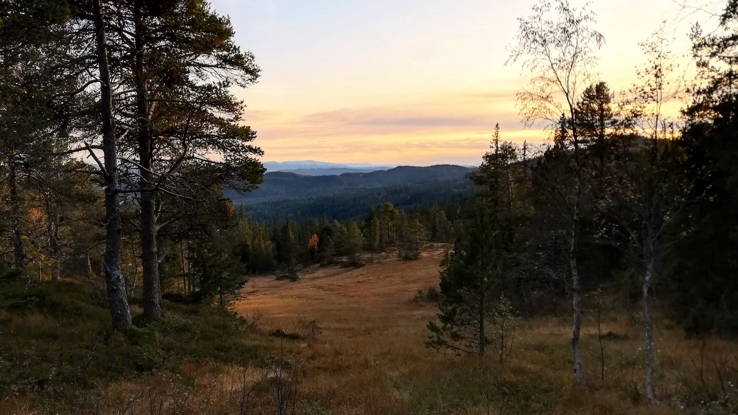 åpent landskap bymarka.jpg