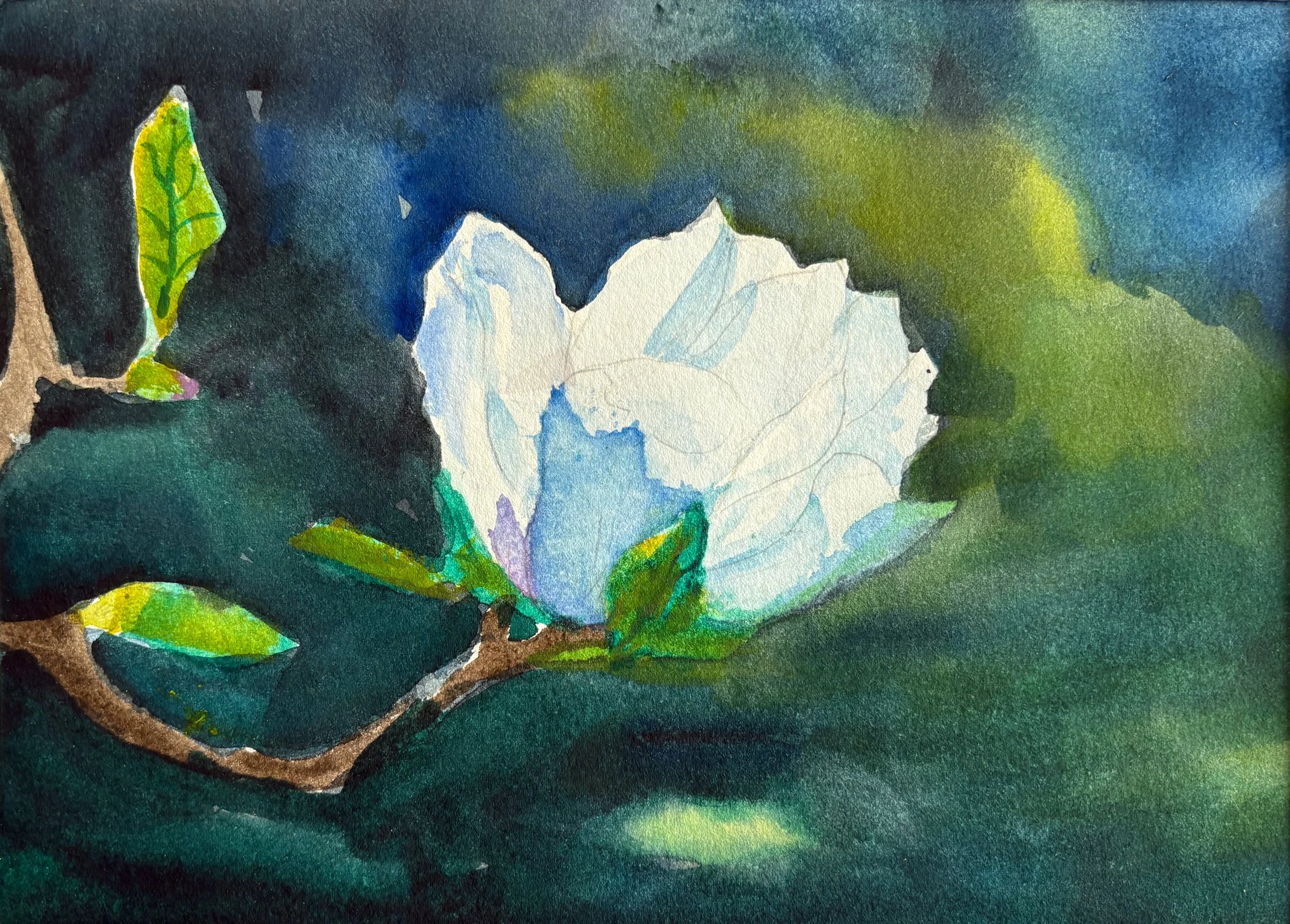 Magnolia albǎ.jpeg