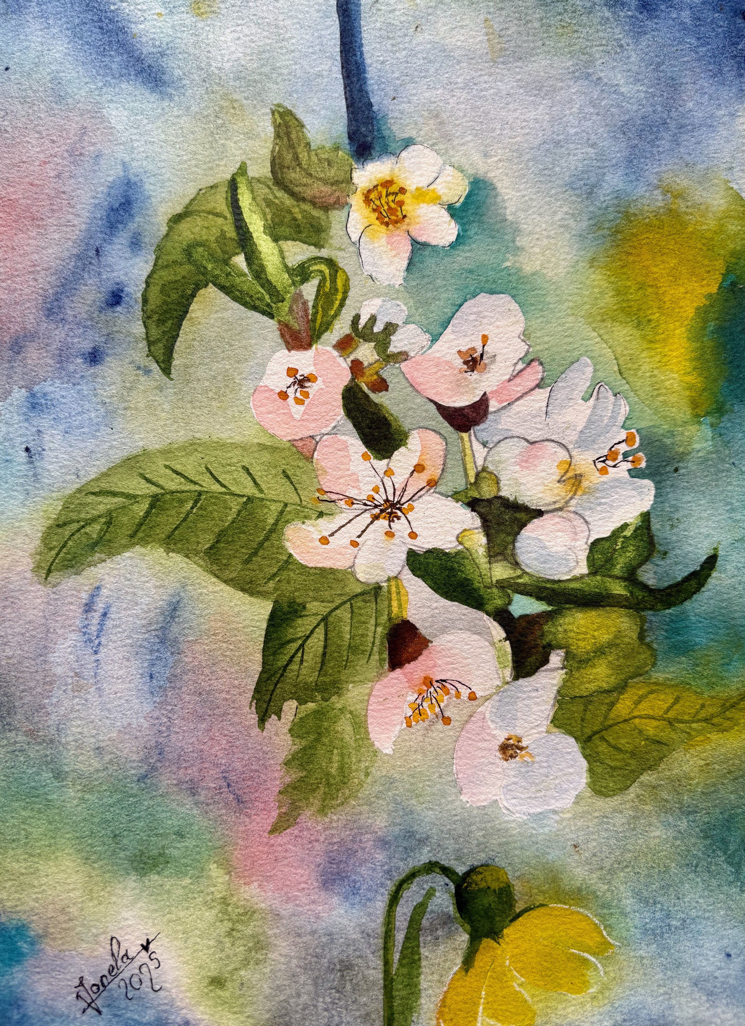 Florile mărului 21 x 31 cm Ionela.jpeg
