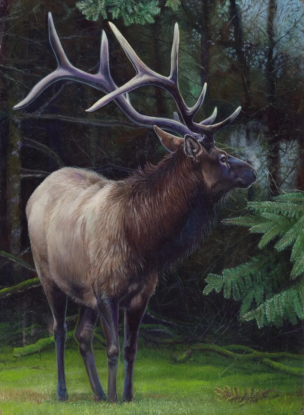 Tule Elk by S. M. Shifflett