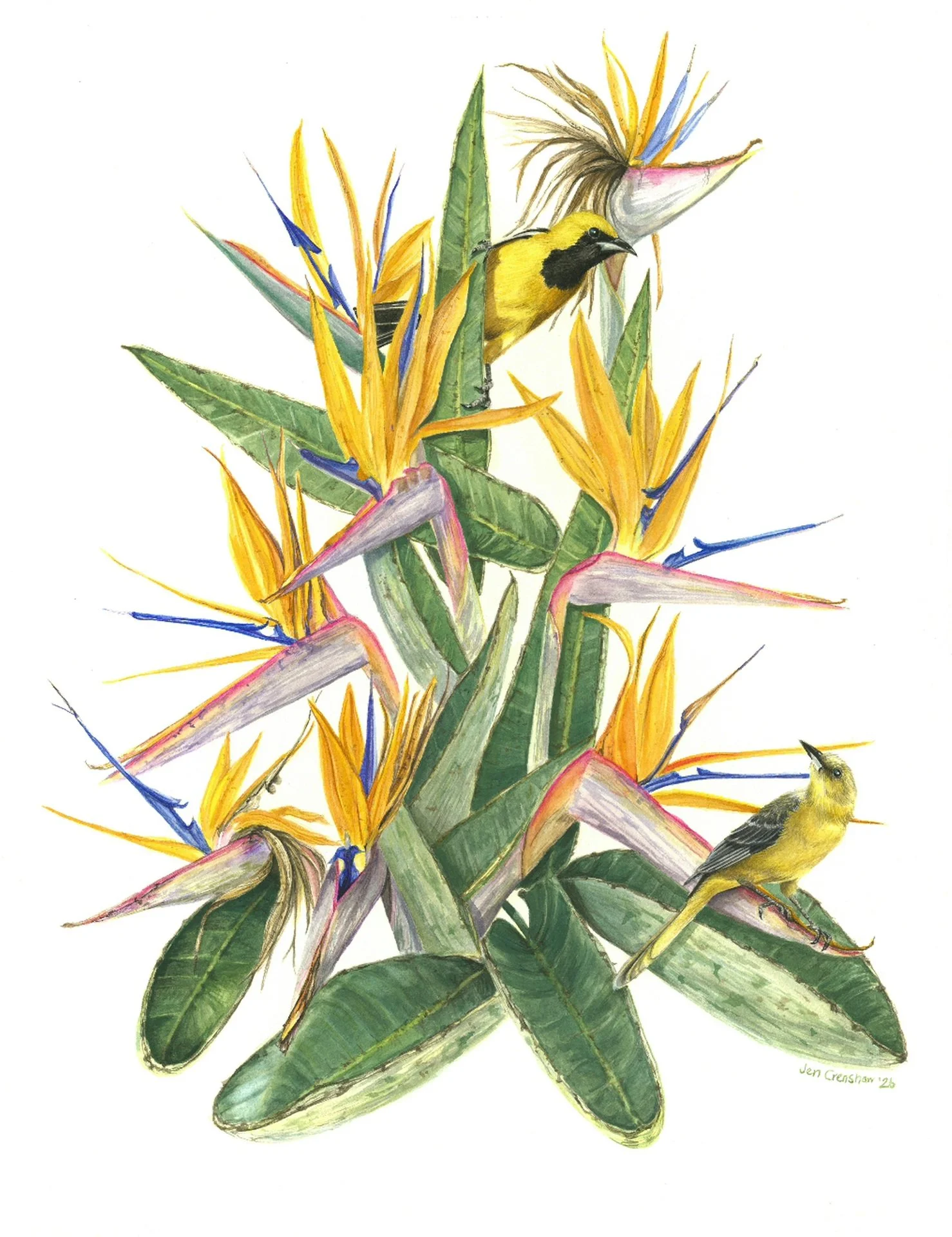 Birds in Paradise By Jen Crenshaw