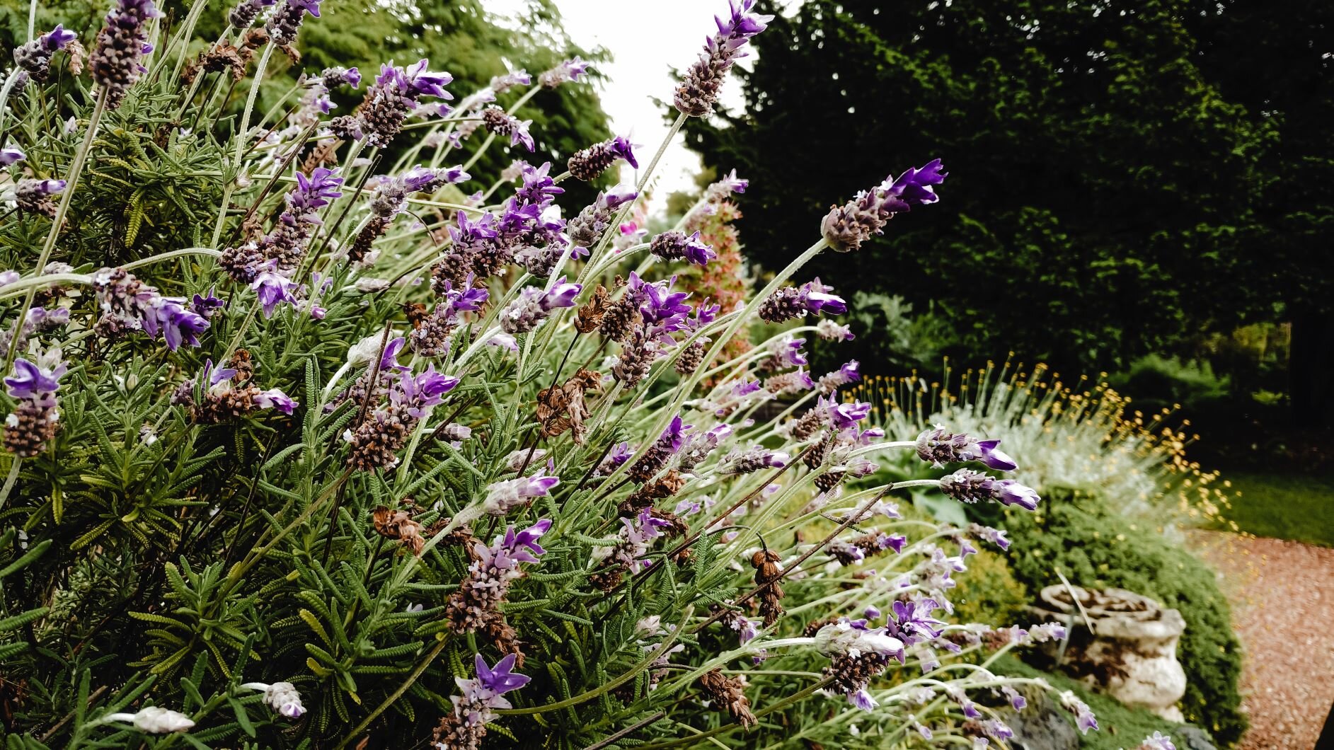 A bush or lavender plants in bloom - their purple spiky blossoms reach towards the right of the frame.