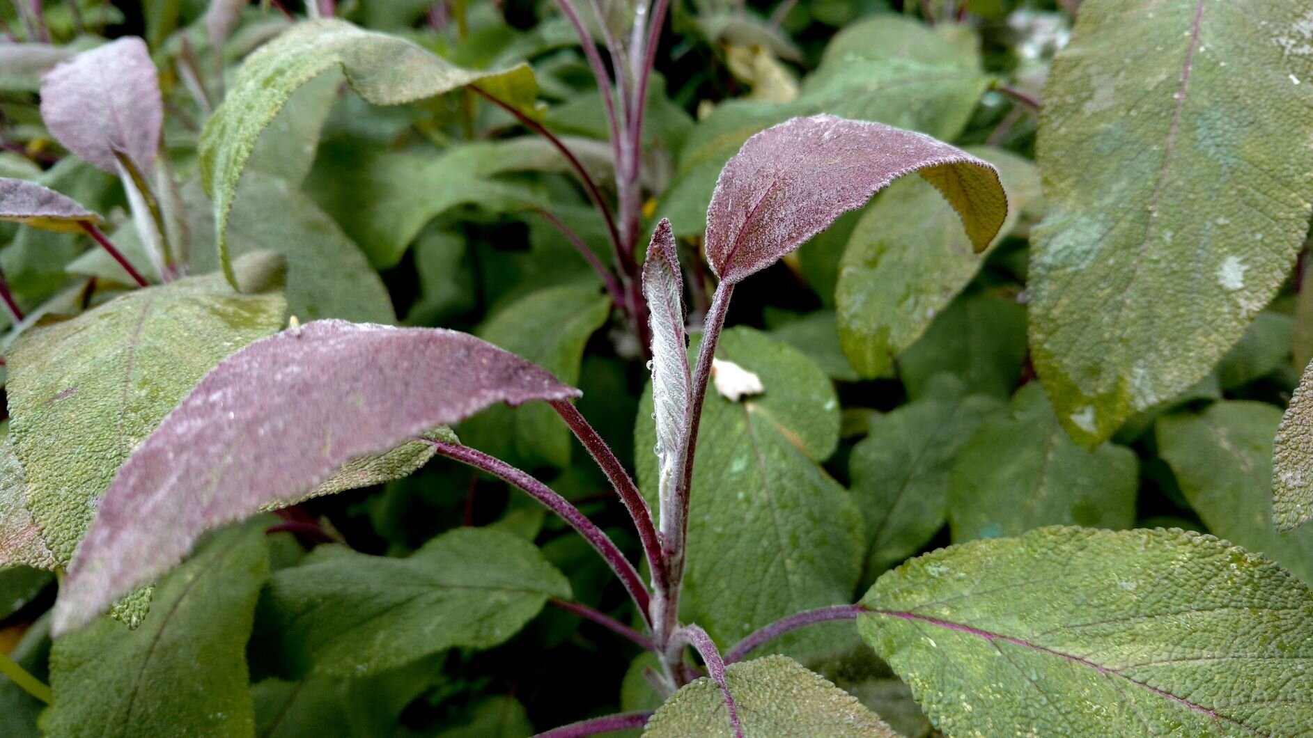 A closeup photo of a purple sage plant. It has fuzzy purple and green leaves.