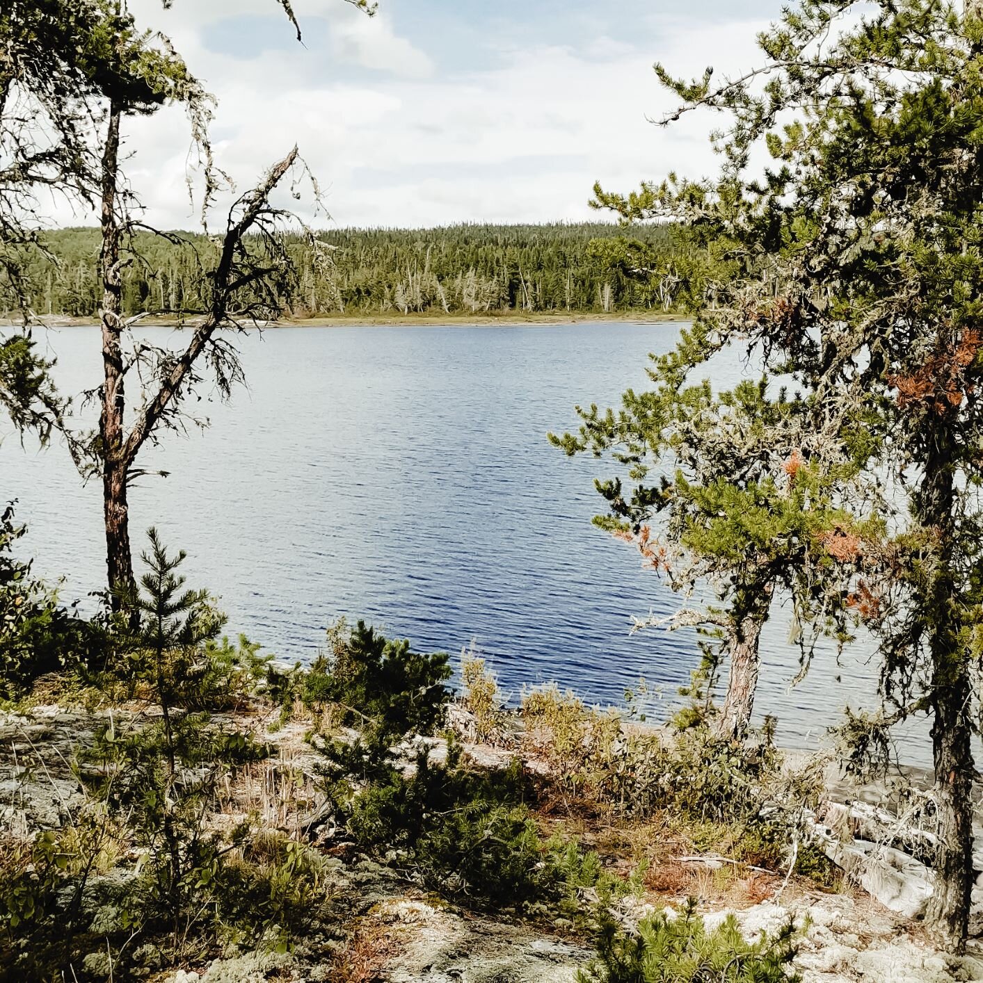 A boreal shoreline with a rock covered in scraggly vegetation leading down to a lake. The far shoreline is covered with evergreens.