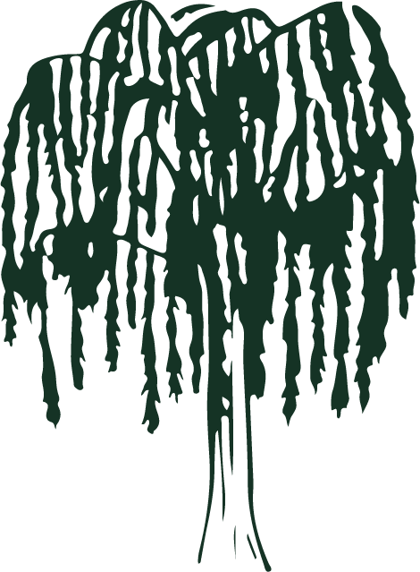 Willow tree illustration