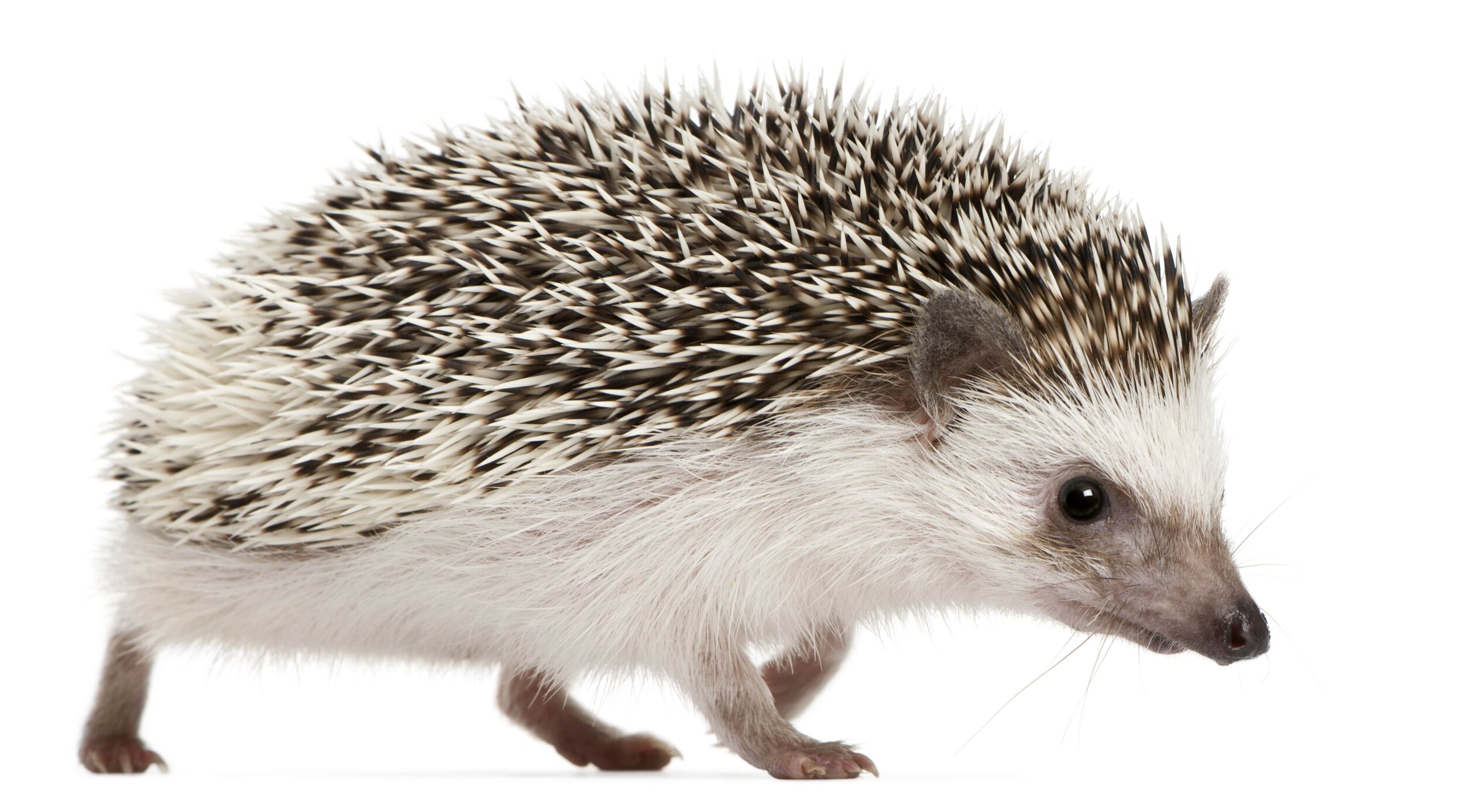 Hedgehogs Archaeology Now Hedgehogs Archaeology Now