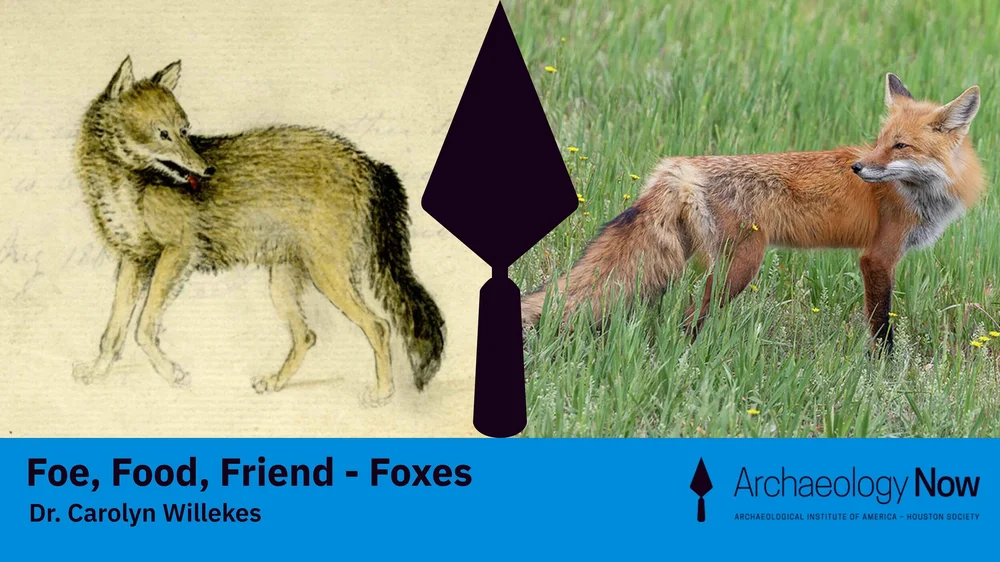 Foe, Food, Friend | Foxes — Archaeology Now