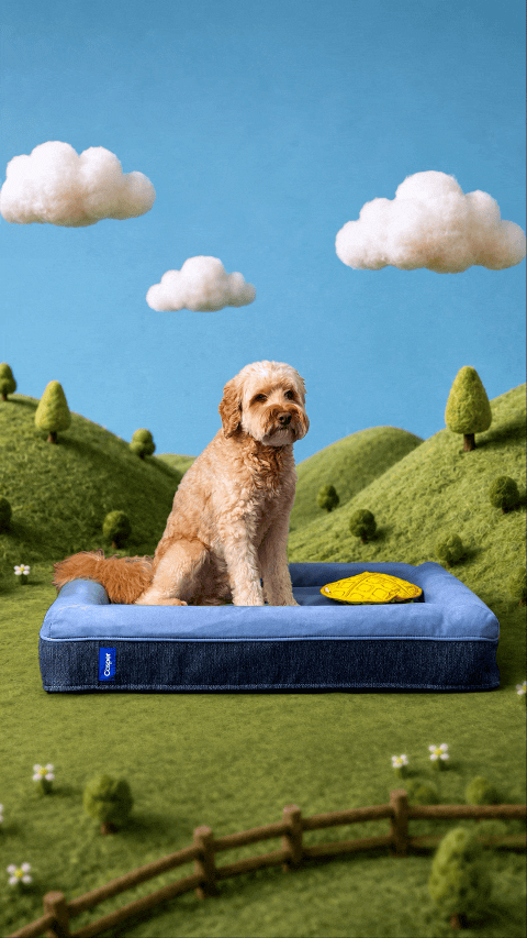 2026 June_Casper_Dog Bed Video.gif