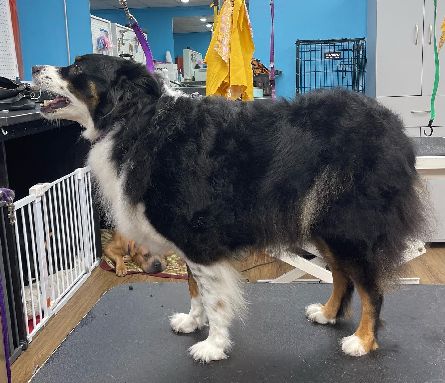Kora before &amp; after since we DONT shave double coated breeds we offer a beautiful outline trim to deal with all the stray&rsquo;s #fabfurbtown #bloomingtonindianapetgroomers #petgrooming #petgroomingsalon