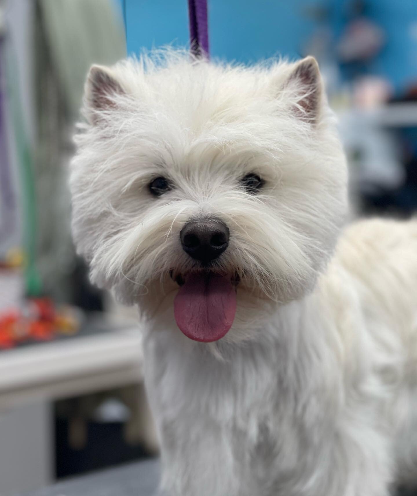 Damon all ready for the holiday #fabfurbtown #handstripping #handstripedwithlove #bloomingtonindianapetgroomers #petgroomers #westies #westhighlandwhiteterrier