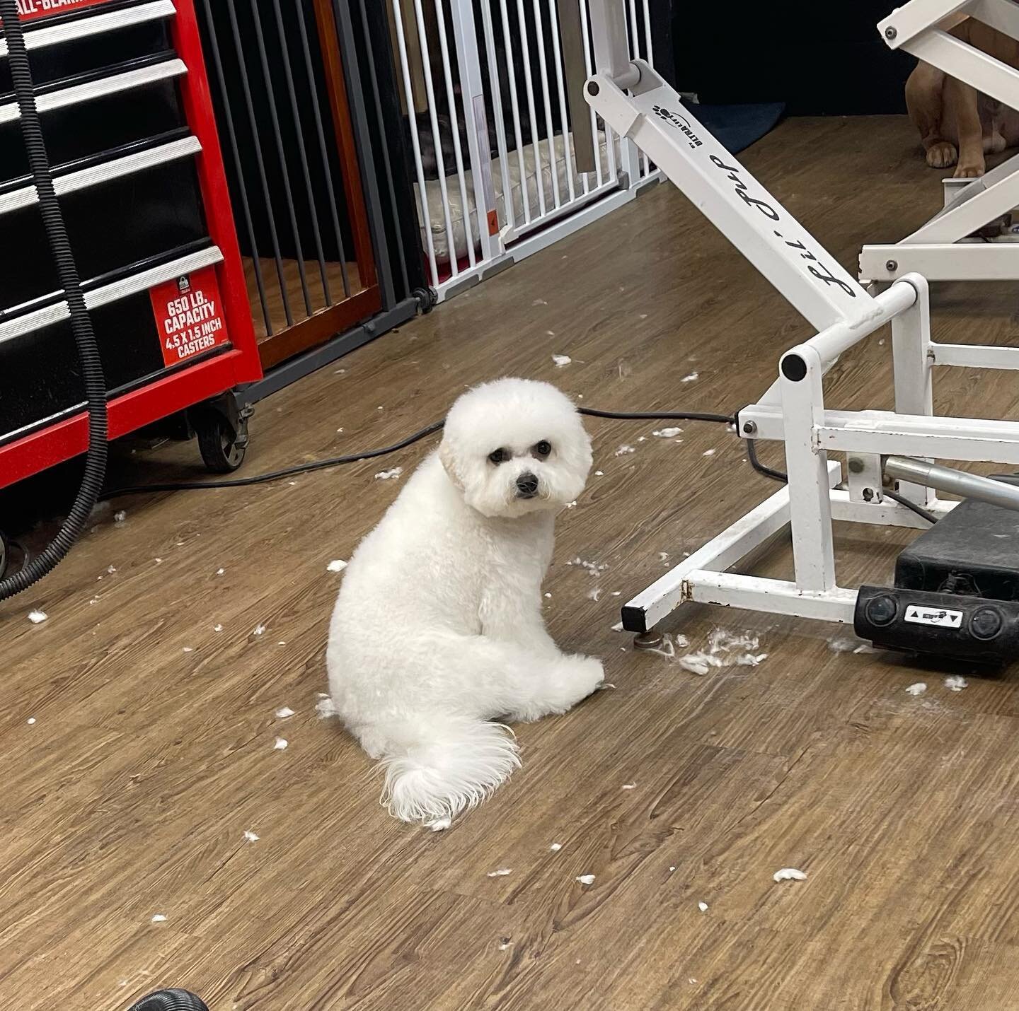 Babette waiting patiently for me to return from the back ❤️❤️❤️ #fabfurbtown #bichonpuppy #bichonfrise #petgrooming #petgroomingsalon #bloomingtonindianapetgroomers