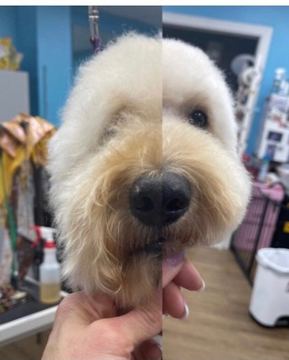 Storms before &amp; after, just because it&rsquo;s a shave down doesn&rsquo;t mean it can&rsquo;t have any style #fabfurbtown #petgrooming #petgroomingsalon #bloomingtonindianapetgroomers #doodlesofinstagram