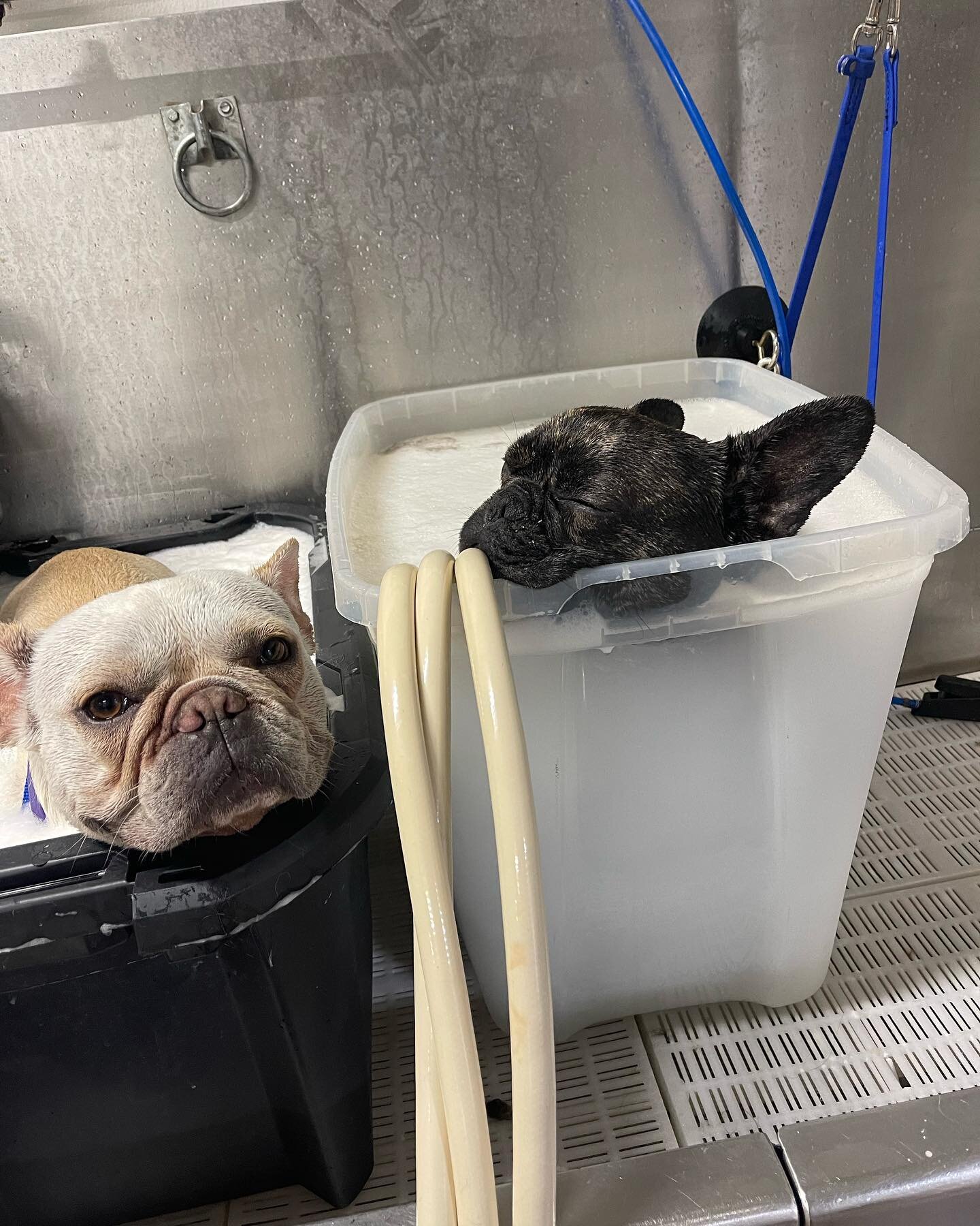OMG Walter is just loving him TheraClean bath today #fabfurbtown #theracleanbath #theracleanmicrobubbles #frenchie #frechiesofinstagram