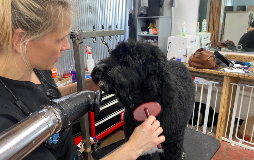 How Often Should You Groom Your Dog?
