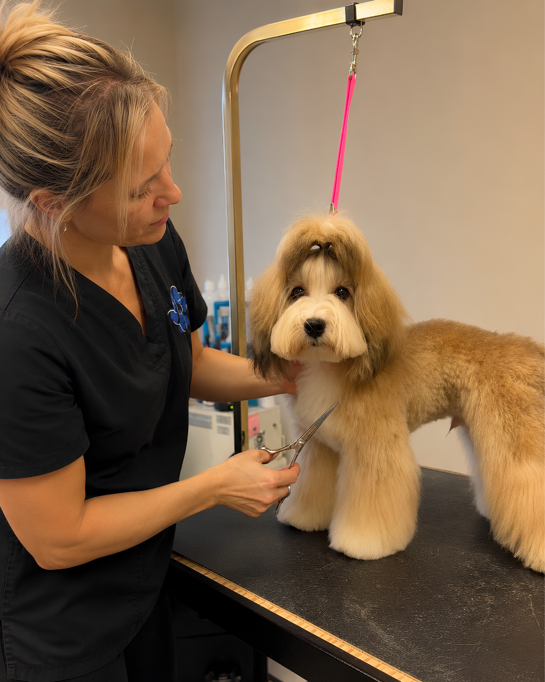 5 Signs Your Dog Needs a Grooming Appointment</span>