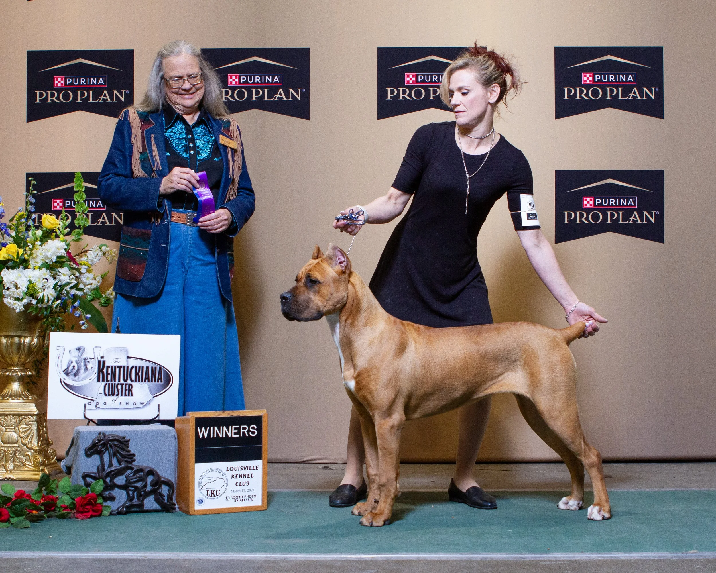 An award ceremony featuring a large brown dog, possibly a mastiff, being presented as a winner at the Kentucky Cocker Spaniel Show on March 17, 2024. A woman in a black dress is handling the dog, and another woman in a colorful jacket is holding a purple ribbon. The backdrop has multiple 'Purina Pro Plan' banners, and there are flower arrangements on the stage.
