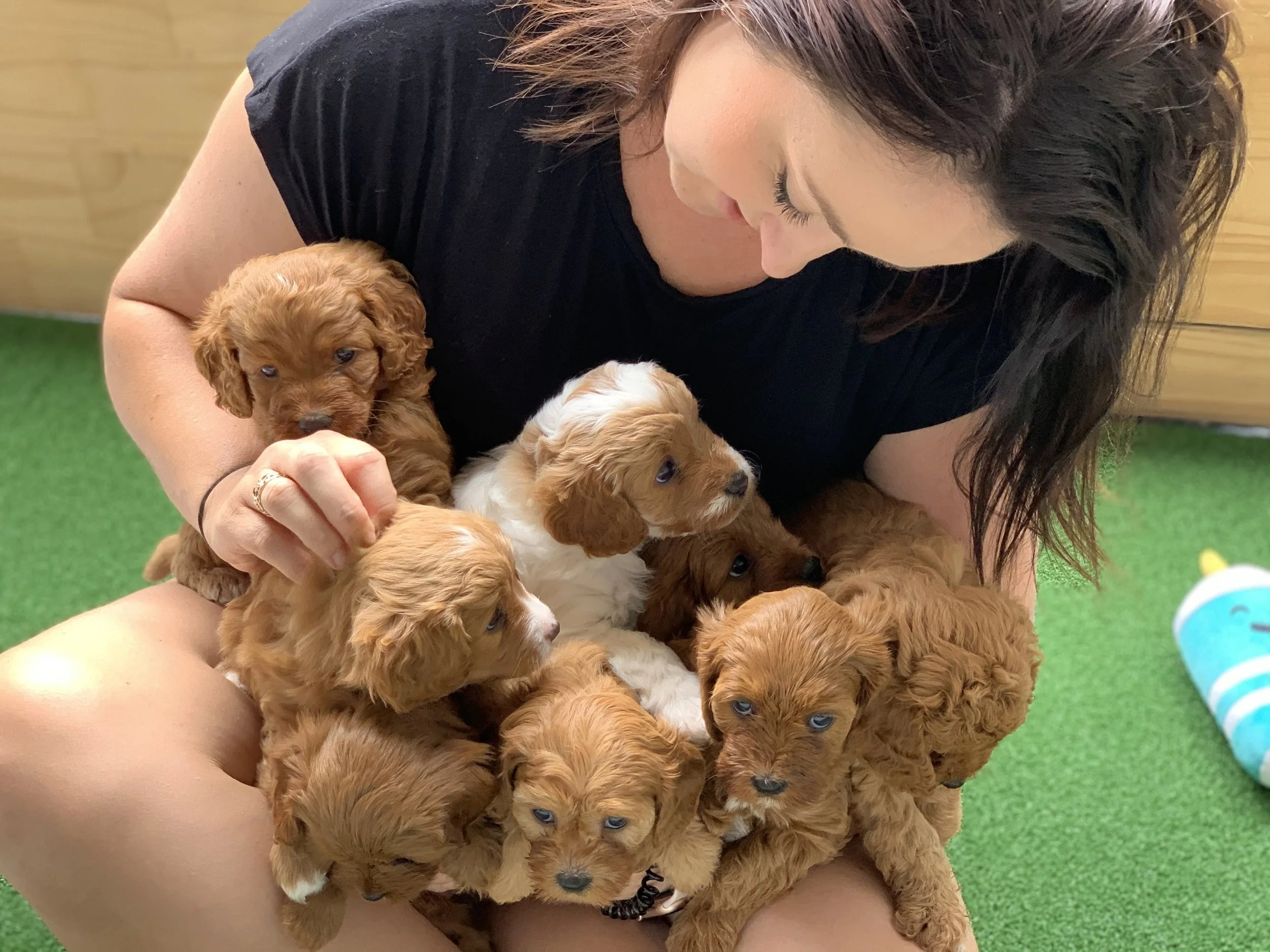 Bringing Home a New Puppy:  What to expect in the first week.