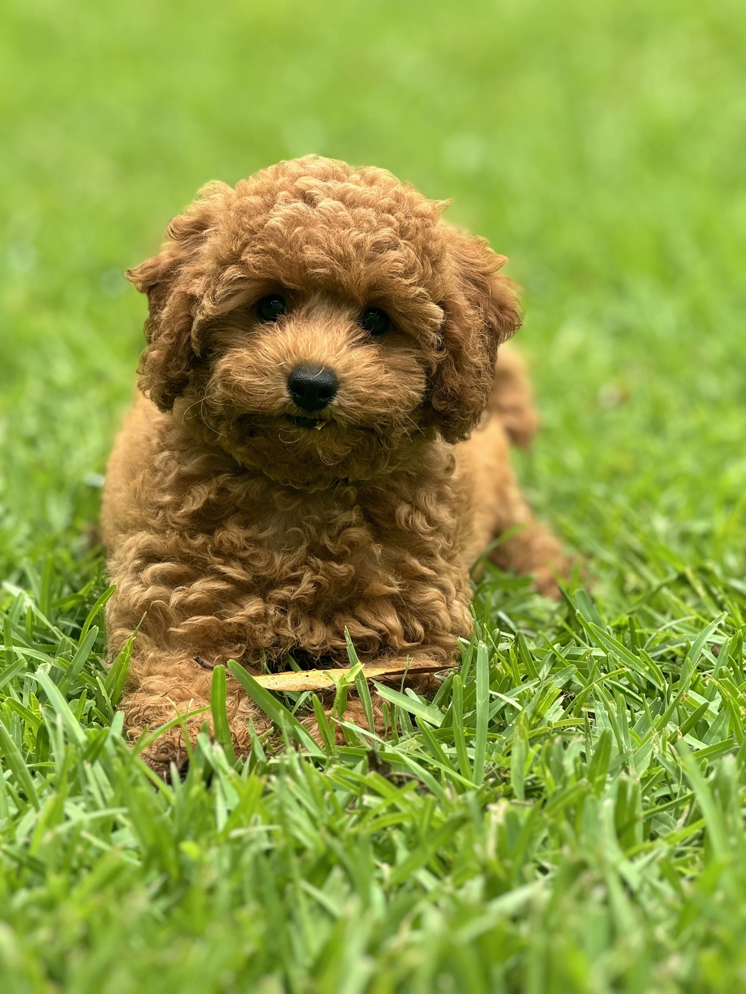 Bringing Home a New Puppy: Toilet Training tips for the first week