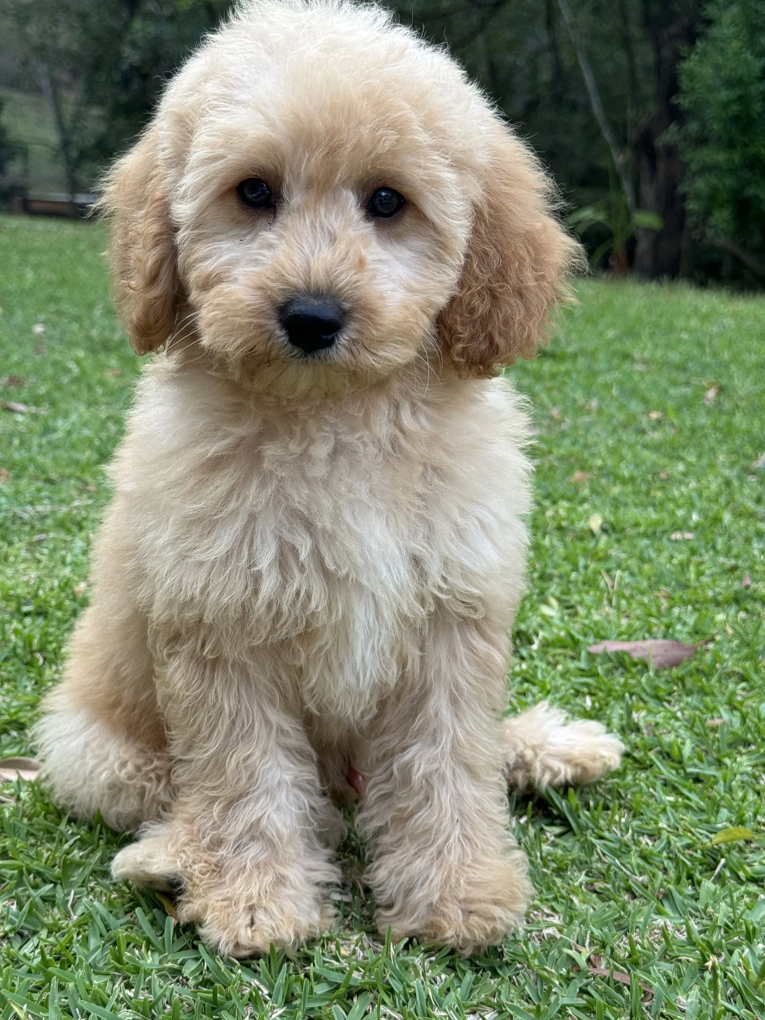 Bringing Home a New Puppy:    The importance of bonding and socialisation in the early days.