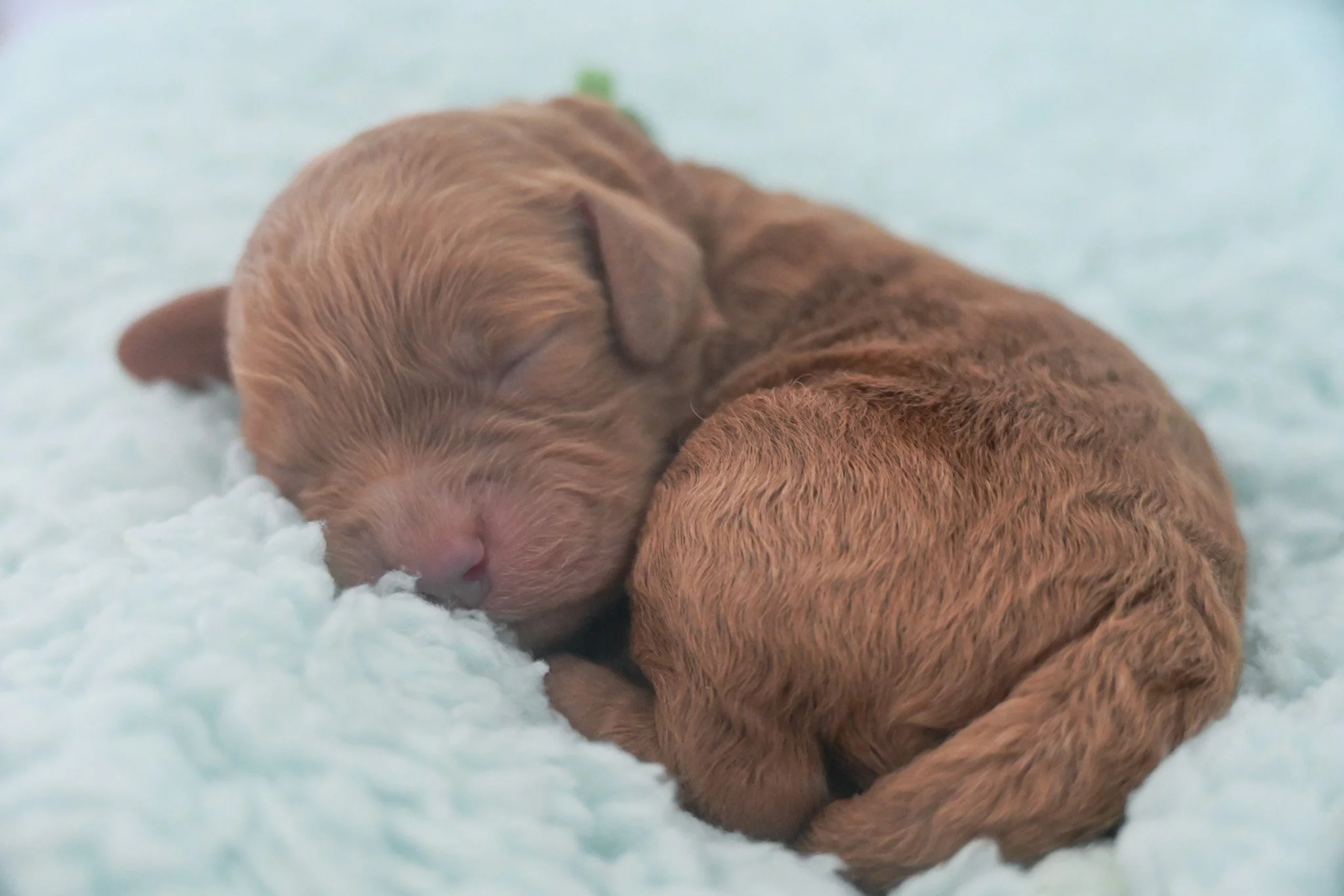 Bringing Home a New Puppy: Sleeping patterns in their early life