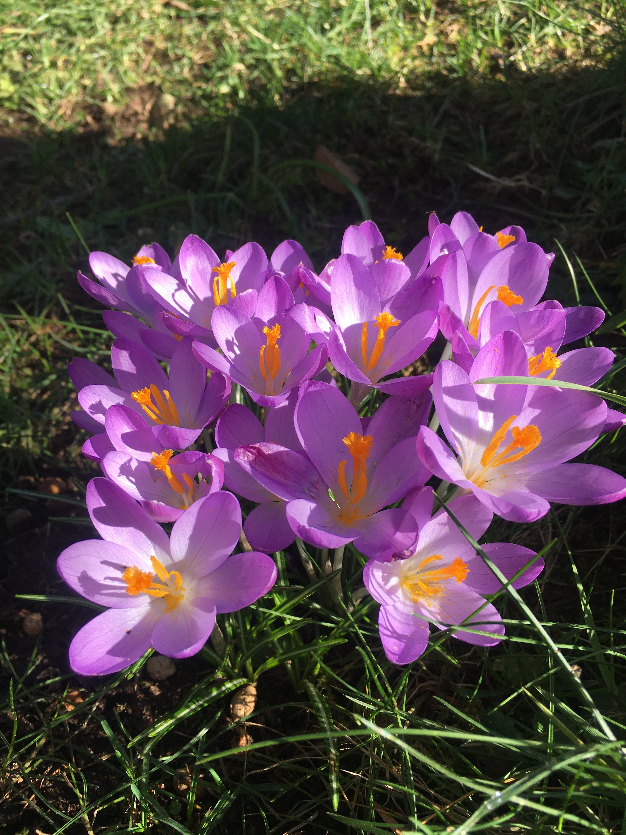 Spring Blessing ~ Awaken the Inner Spirit of Spring