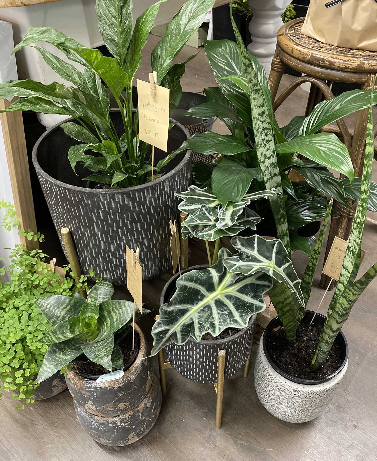 canungra-indoor-plants.JPG