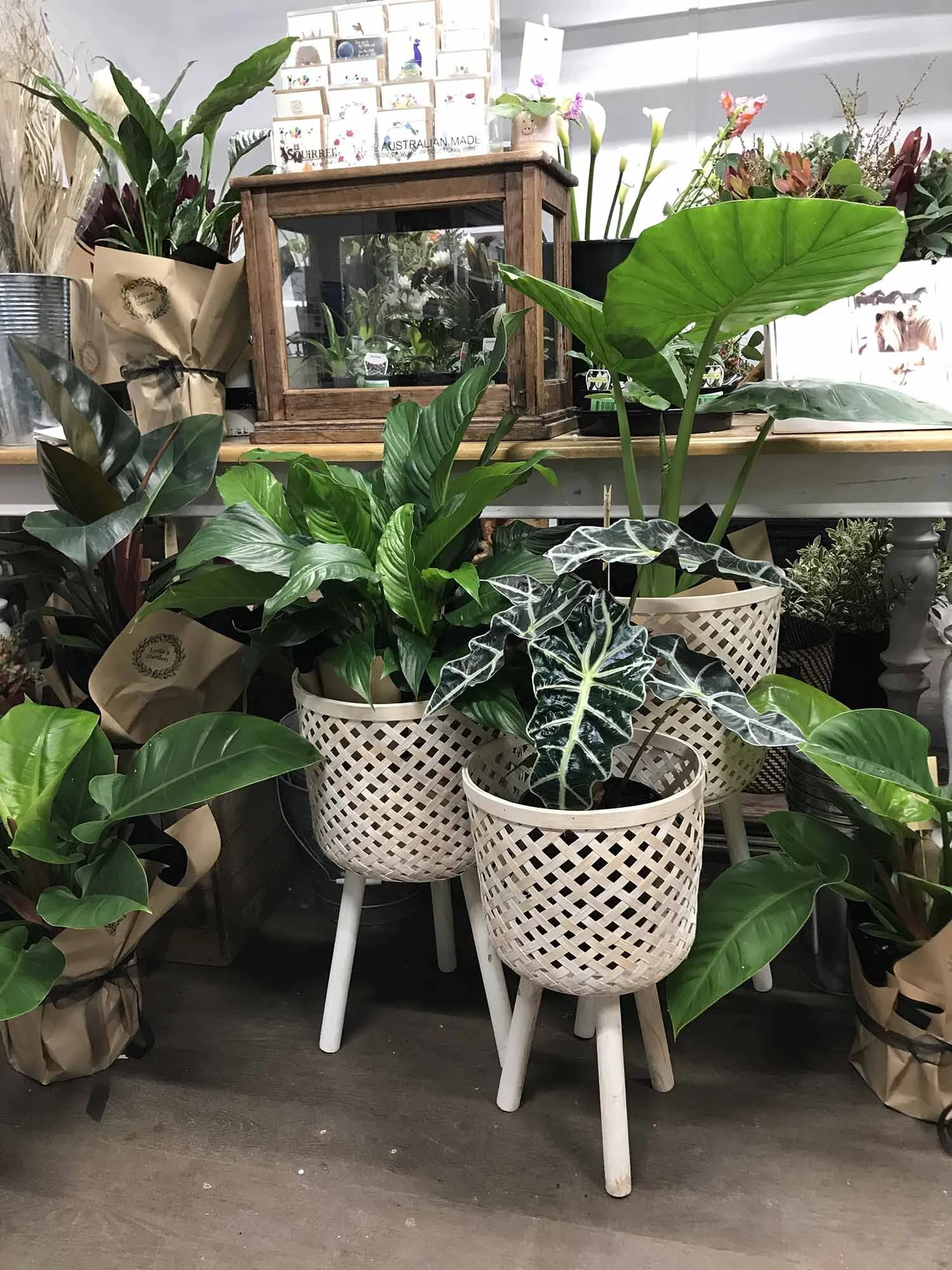 lydias-garden-florist-indoor-plants.JPG