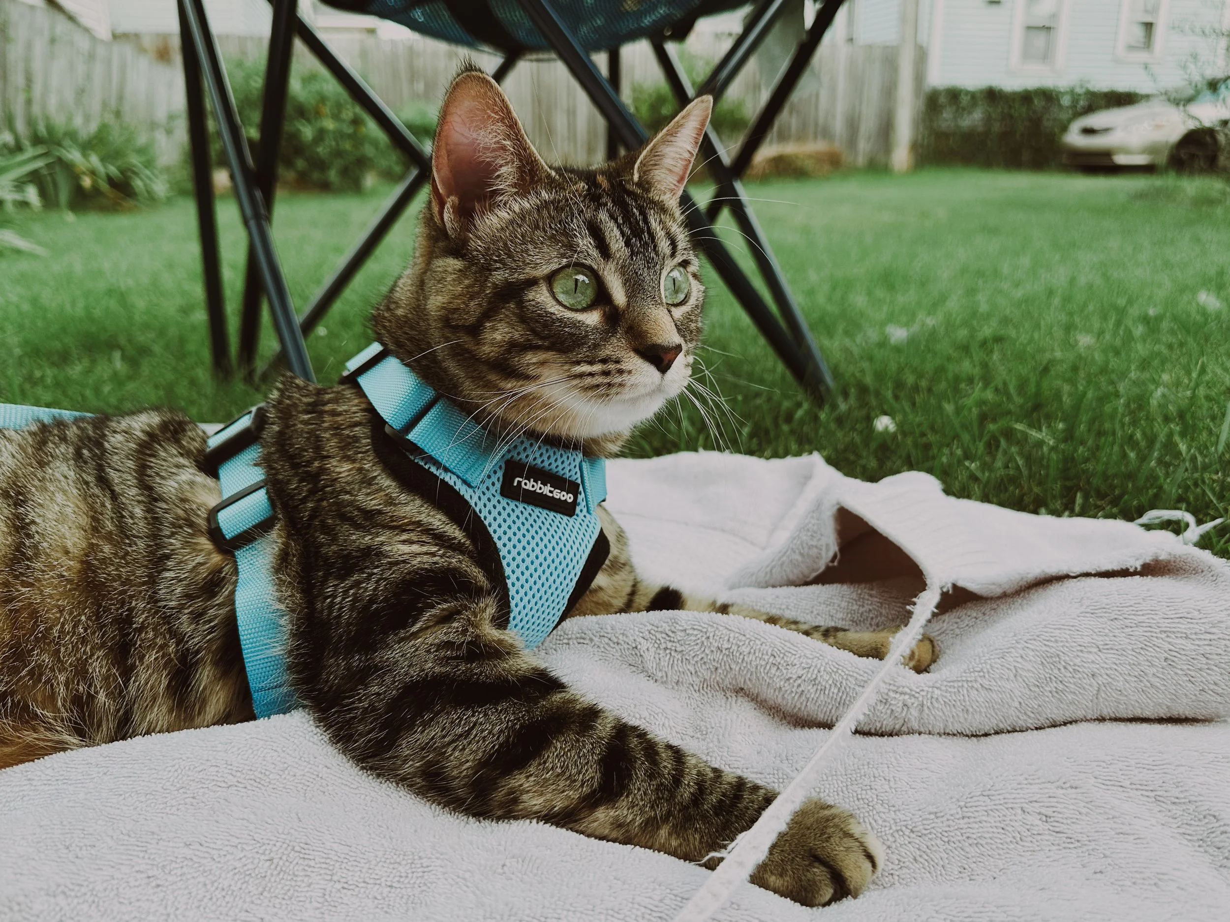 A tabby cat with green eyes wearing a blue harness lying on a white towel outdoors under a table, with green grass and a fence in the background.