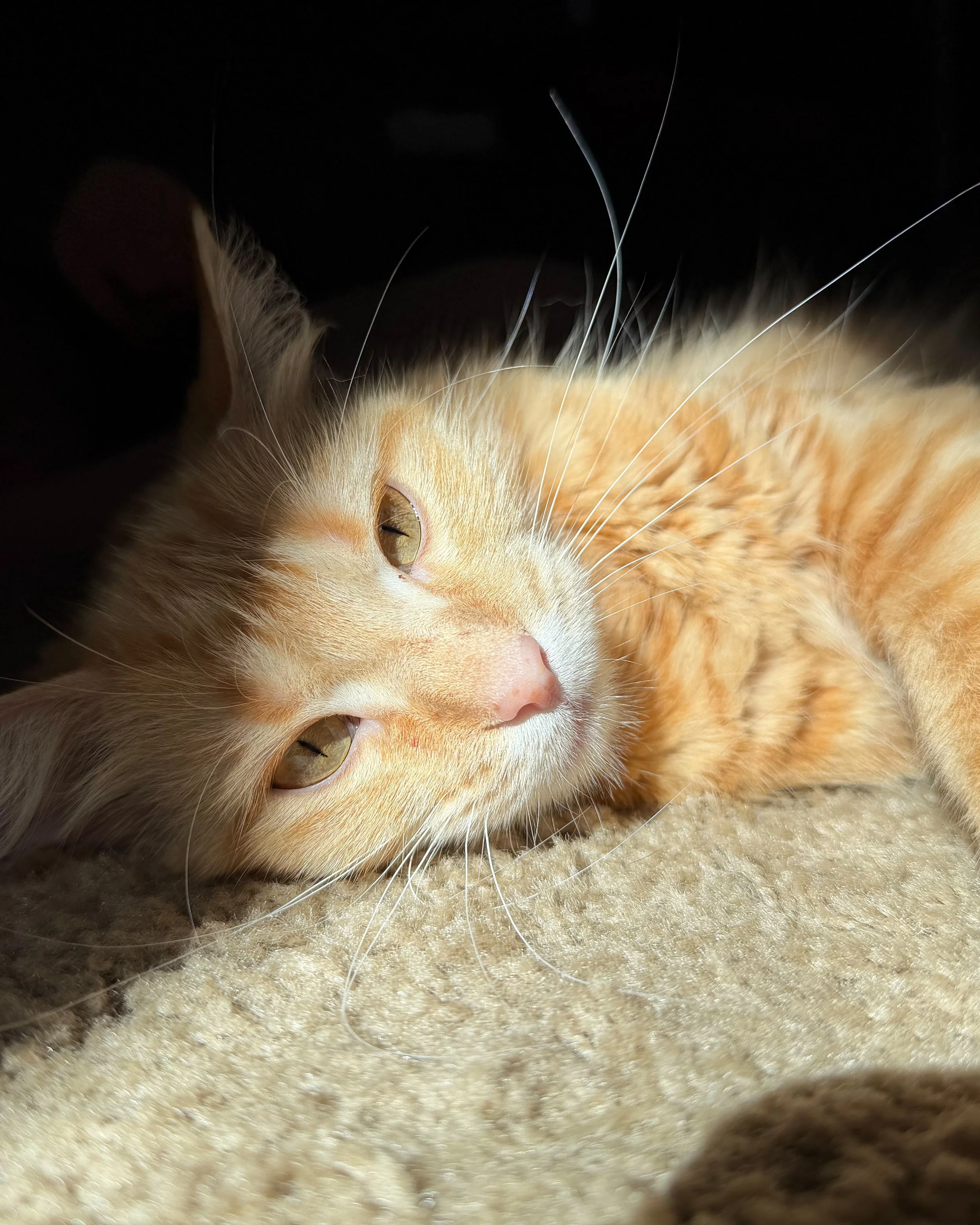 Close-up of a sleeping orange tabby cat lying on a beige carpet, with its eyes closed and whiskers visible, in a dark room.