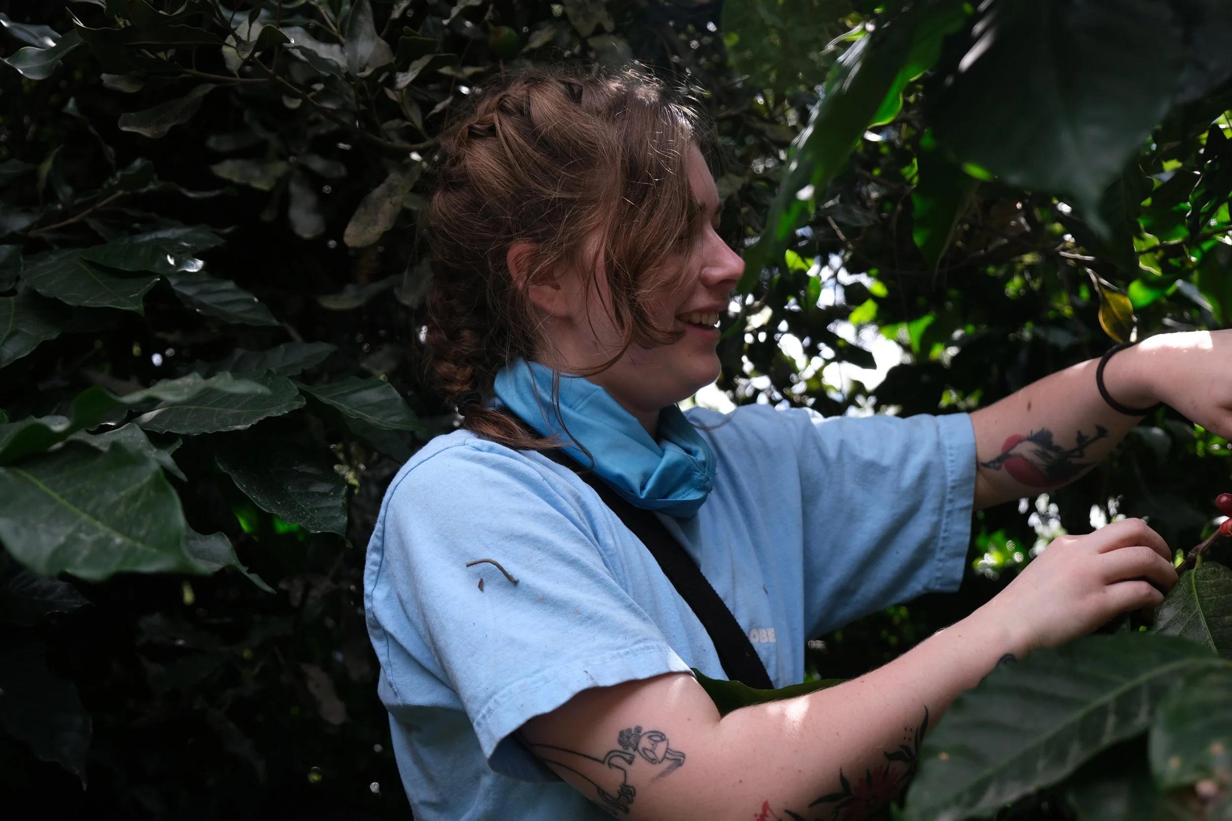 Angeline smiling as she picks coffee cherries from a coffee plant.