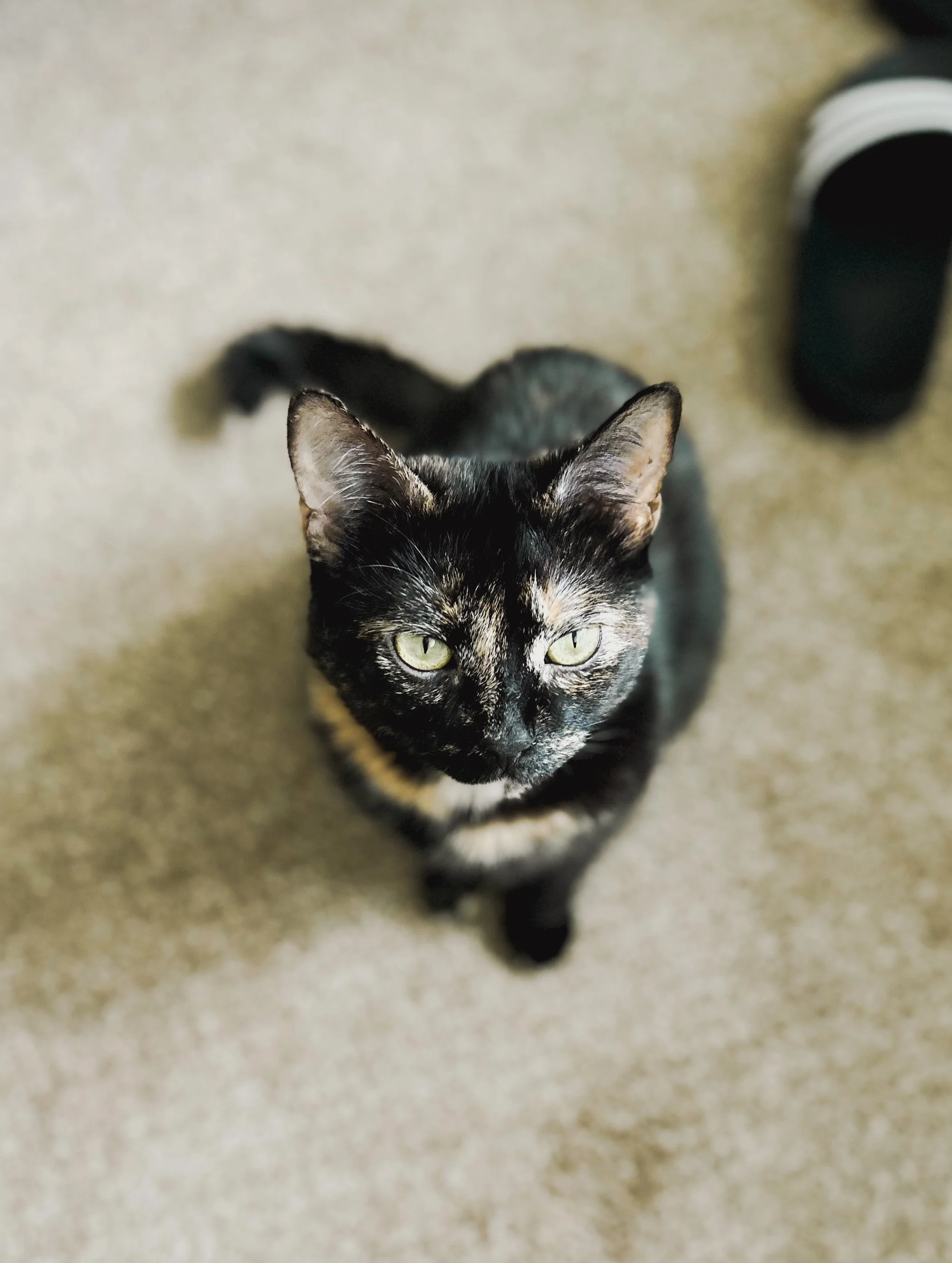 A tortoiseshell cat with yellow-green eyes standing on a beige carpet, looking up at the camera.