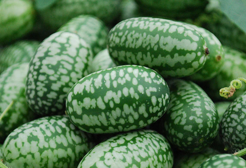 How I’m Choosing What to Plant: An Intuitive Approach to Gardening