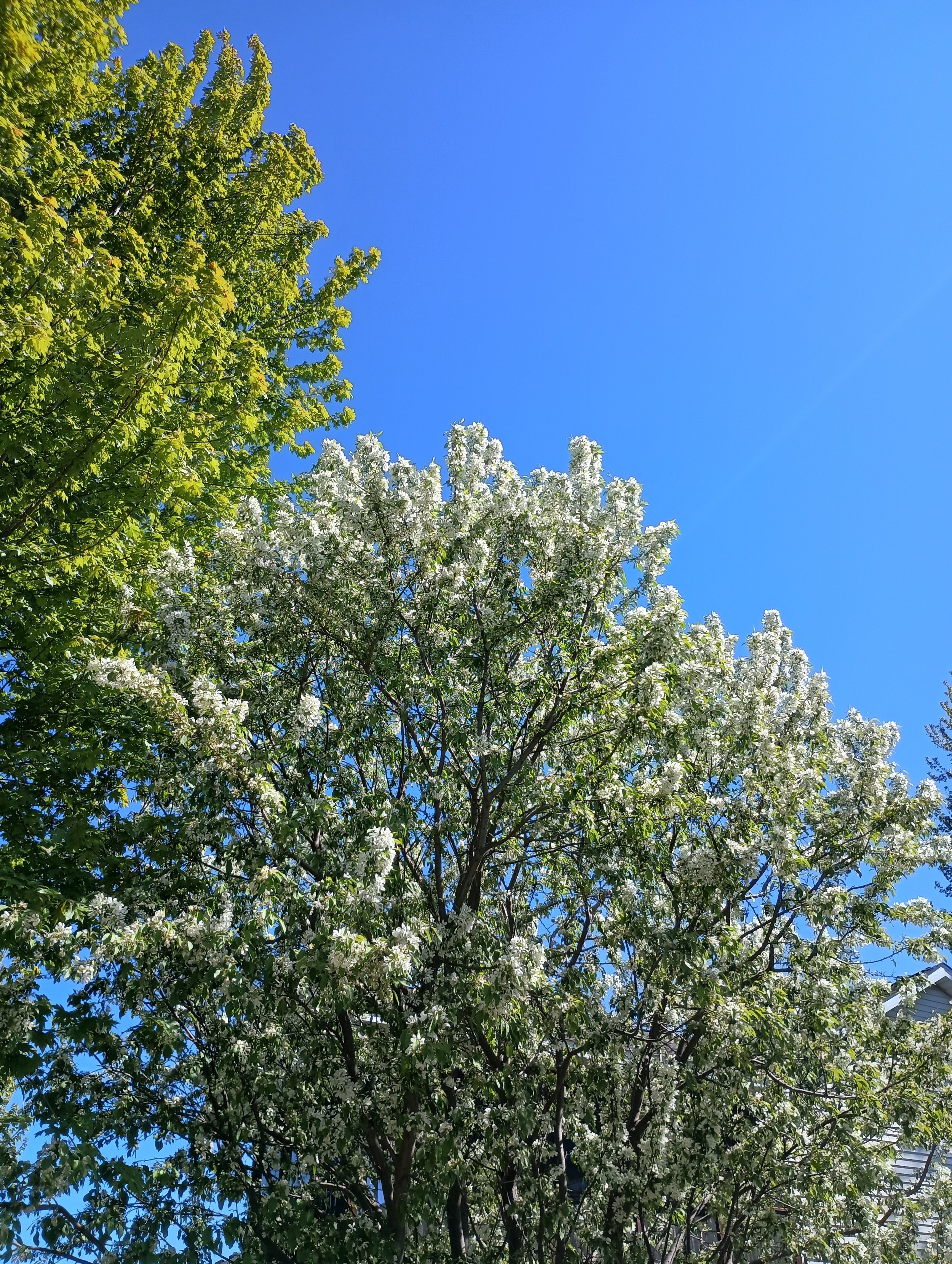 tree.jpg