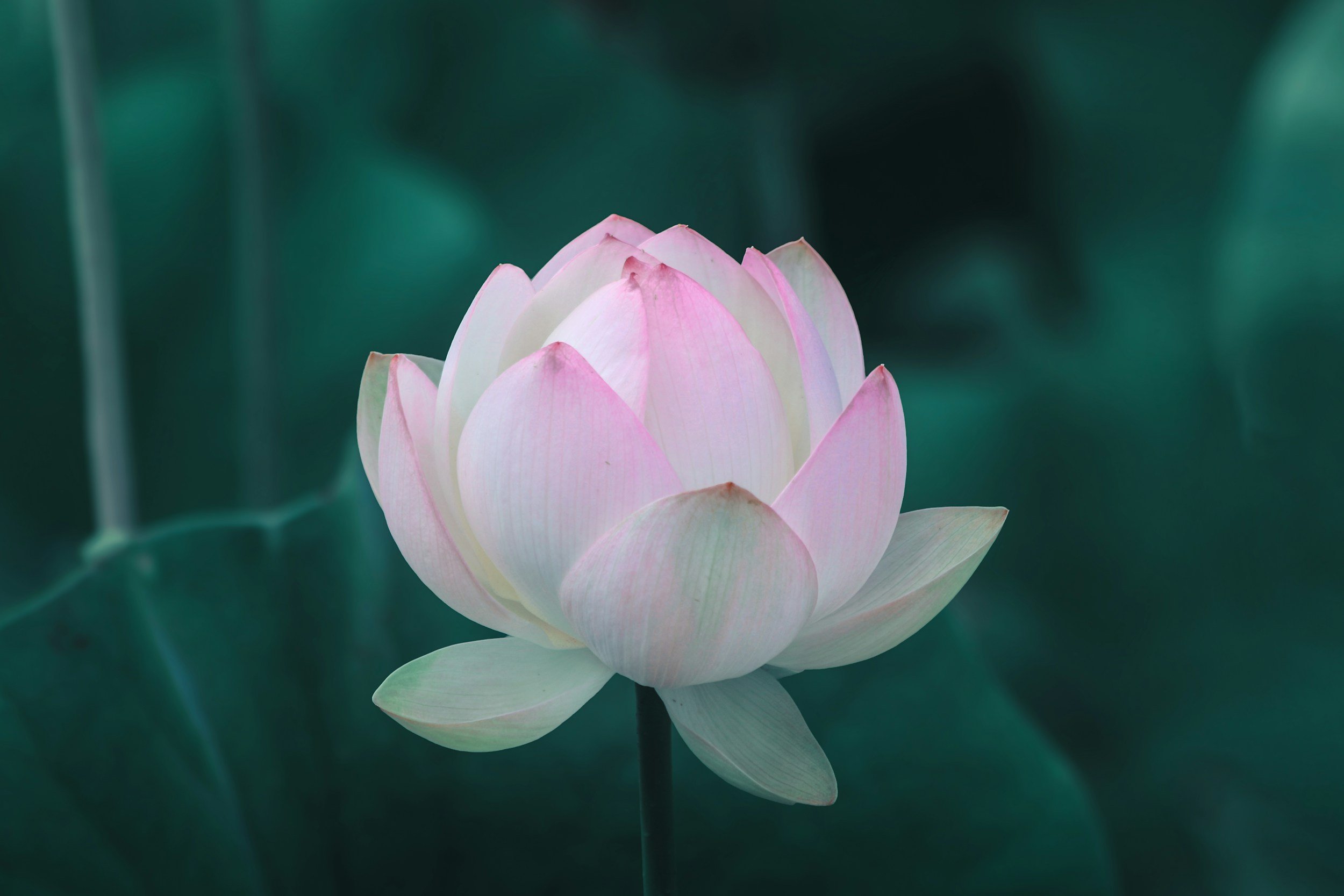 Is Lotus Birth Right for You? Key Information for New Parents